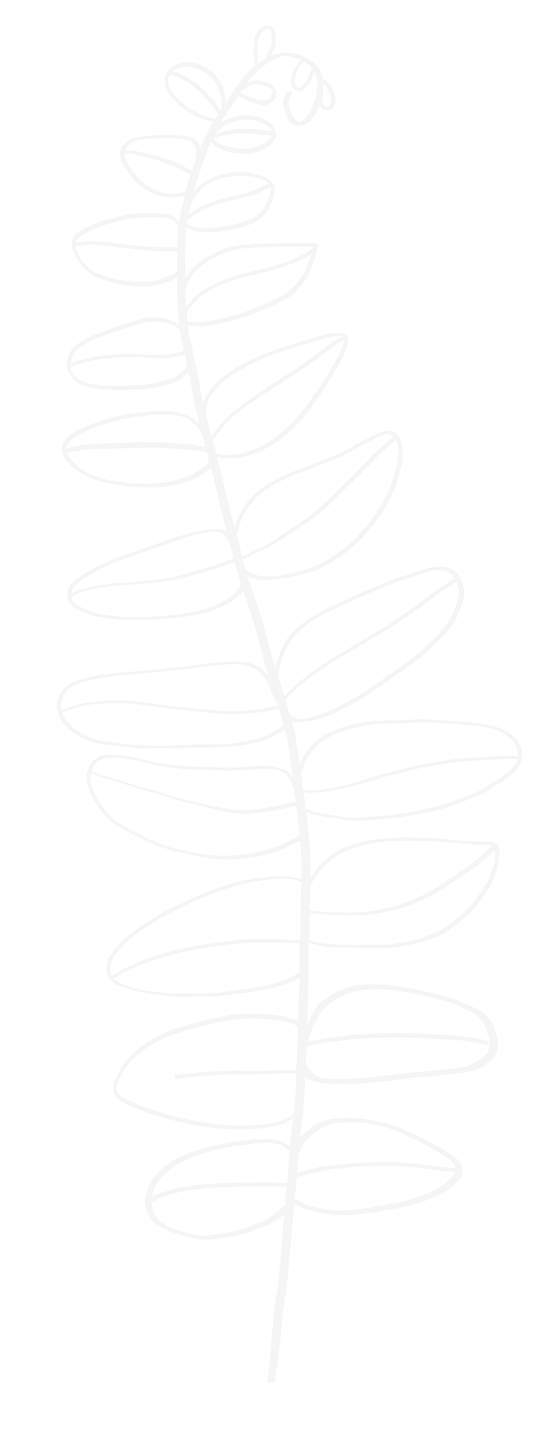 White outline of a fern leaf on a black background.