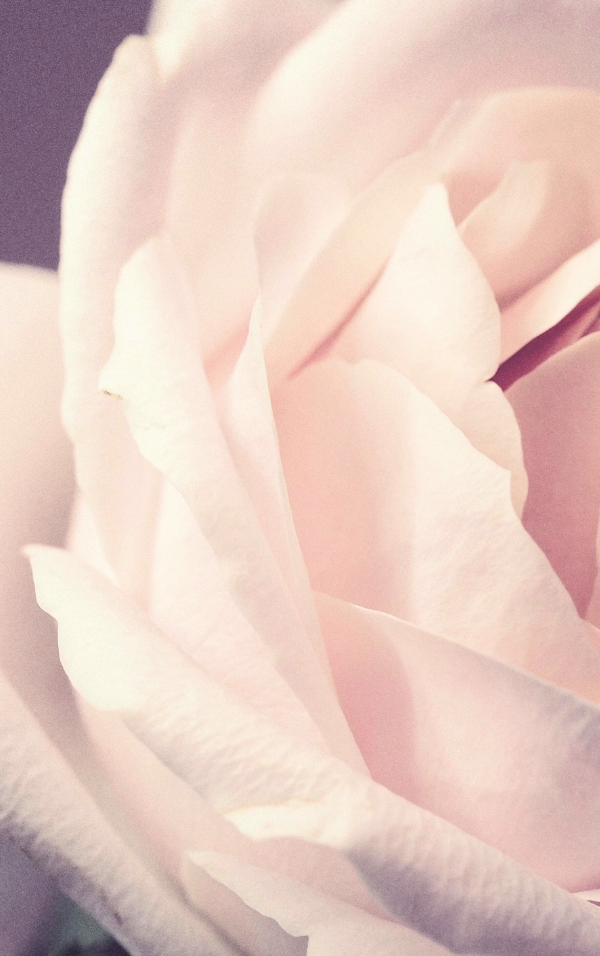 Close-up of a pale pink rose flower.
