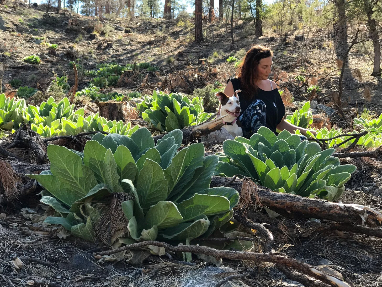 Foraging mullein in the forest