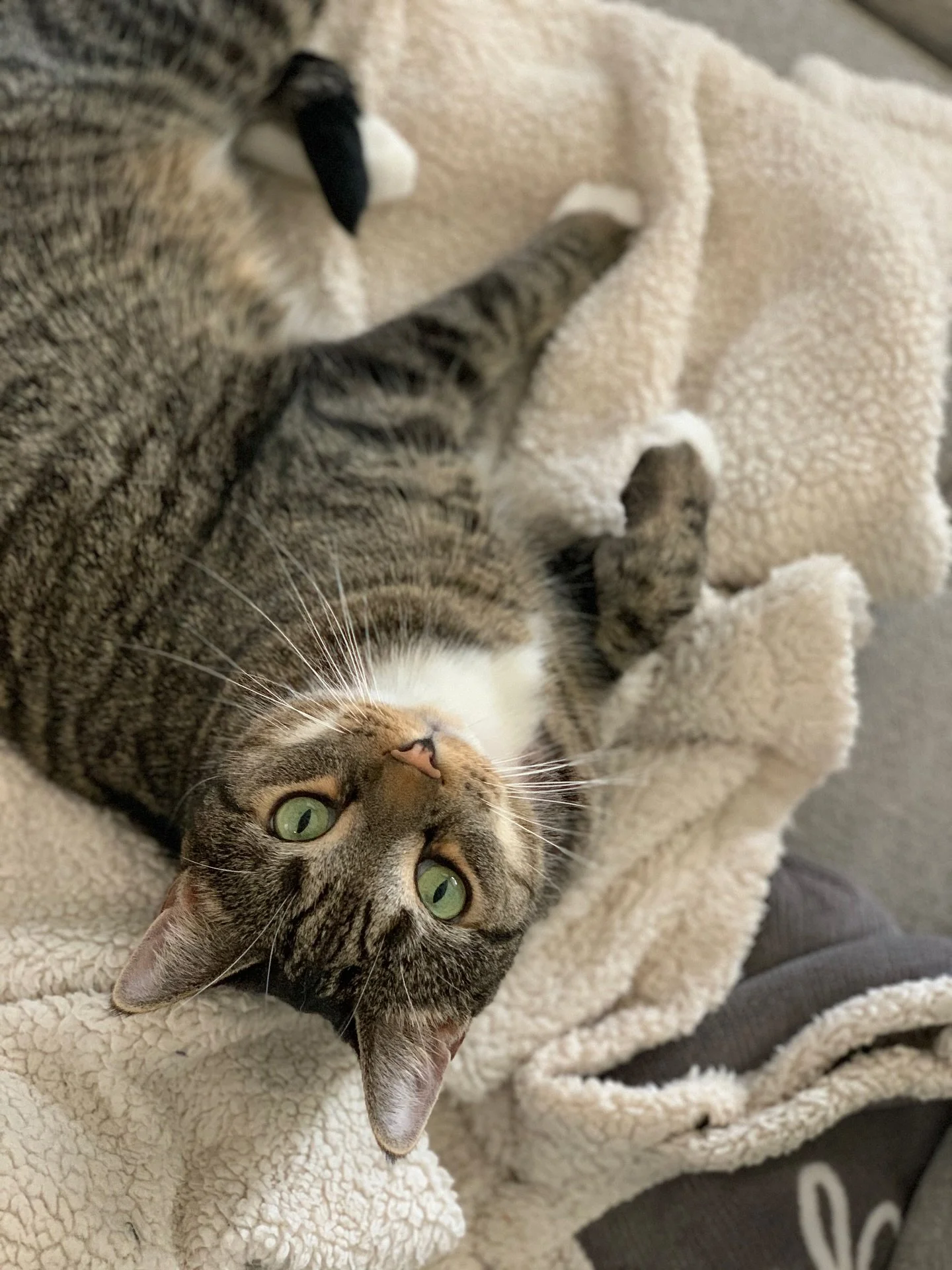 🐾 Saying goodbye to our sweet little James&hellip; 

We brought James (and his brother Jesse) home as tiny kittens on Valentine&rsquo;s weekend in 2010. We were lucky enough to raise both of them from playful little kittens into old, delicate gentle