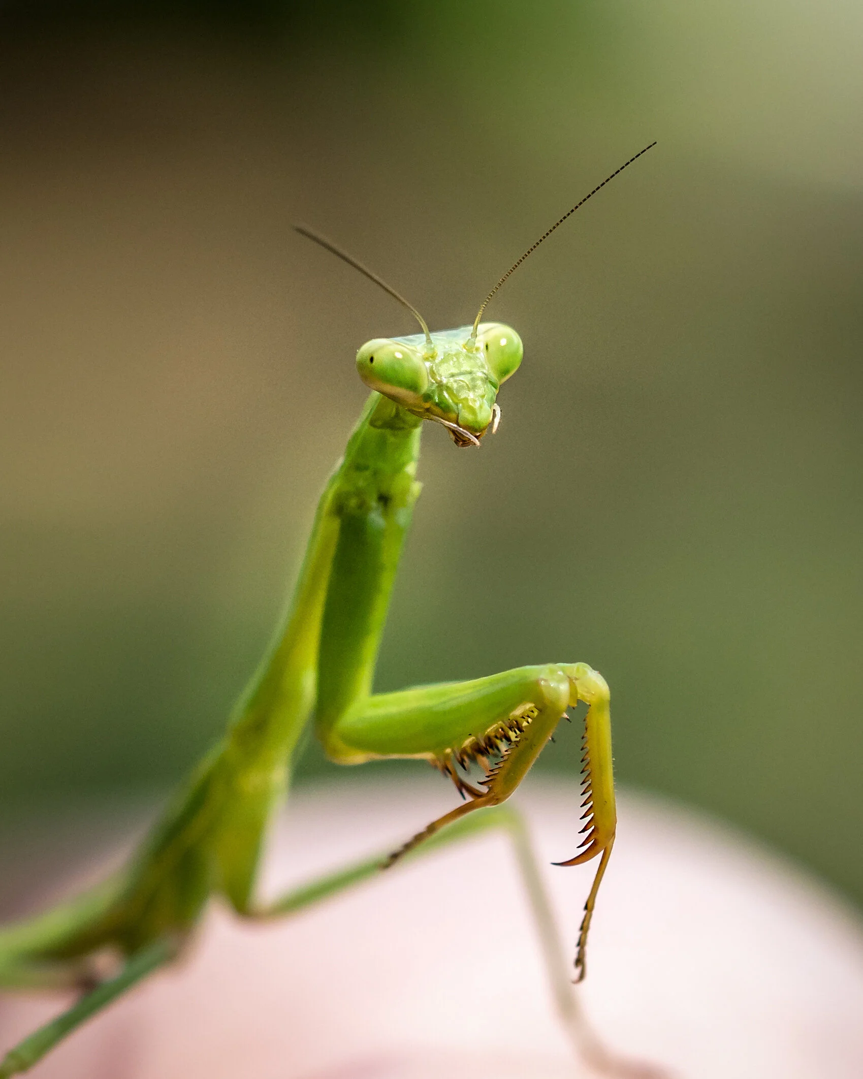 Bugs and Other Arthropods Activity Sheet