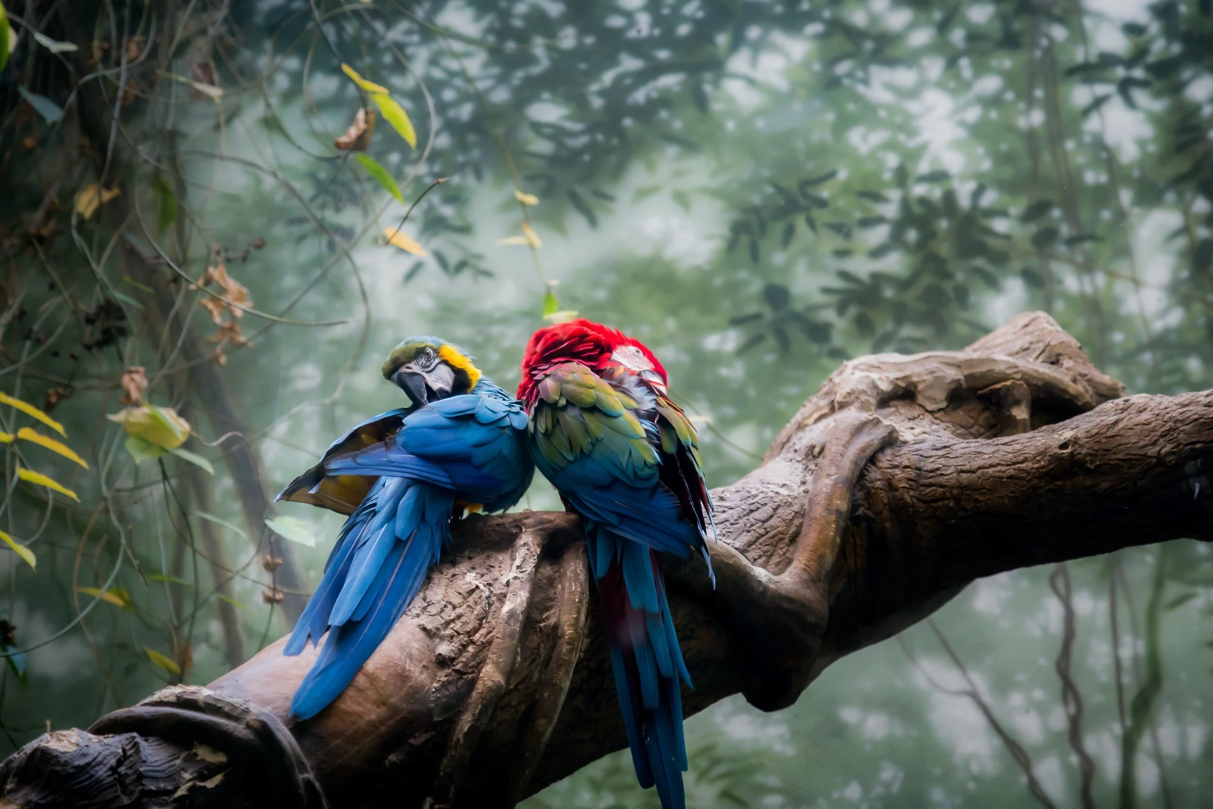Great Explorations – Rainforest Activity Sheet