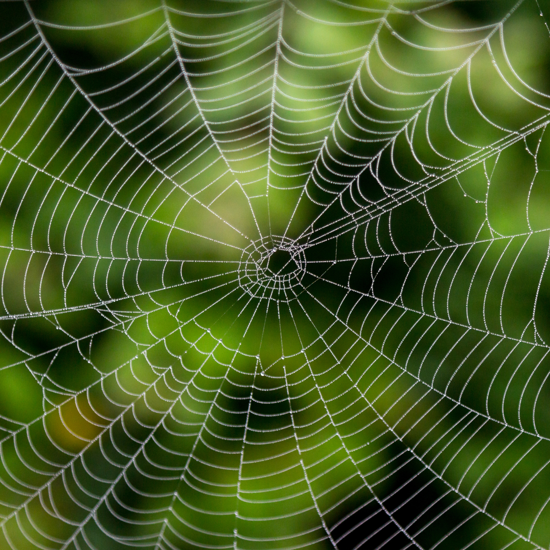 All About Tarantulas Culture Connected All about tarantulas culture connected