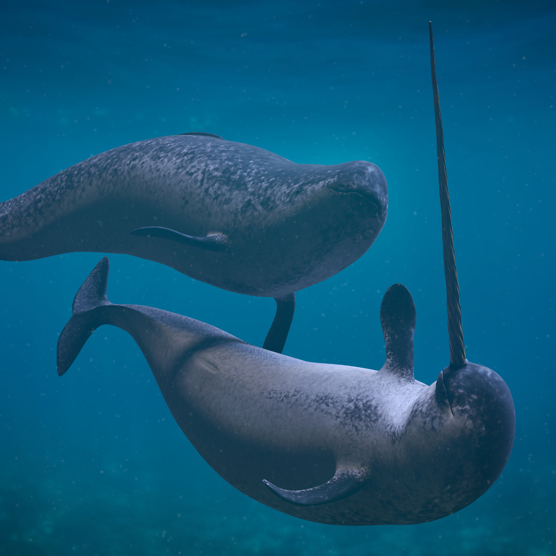 Narwhals: The Unicorns of the Sea
