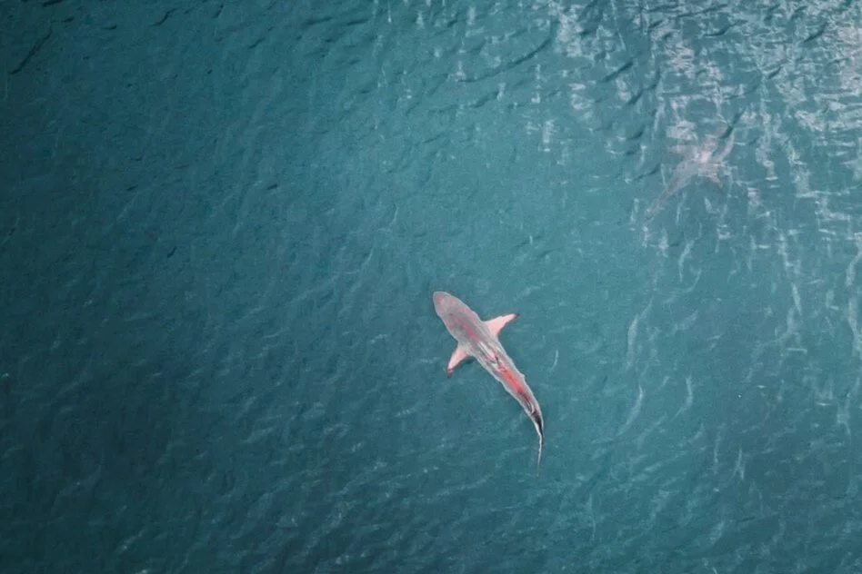 Blacktip-1.jpg