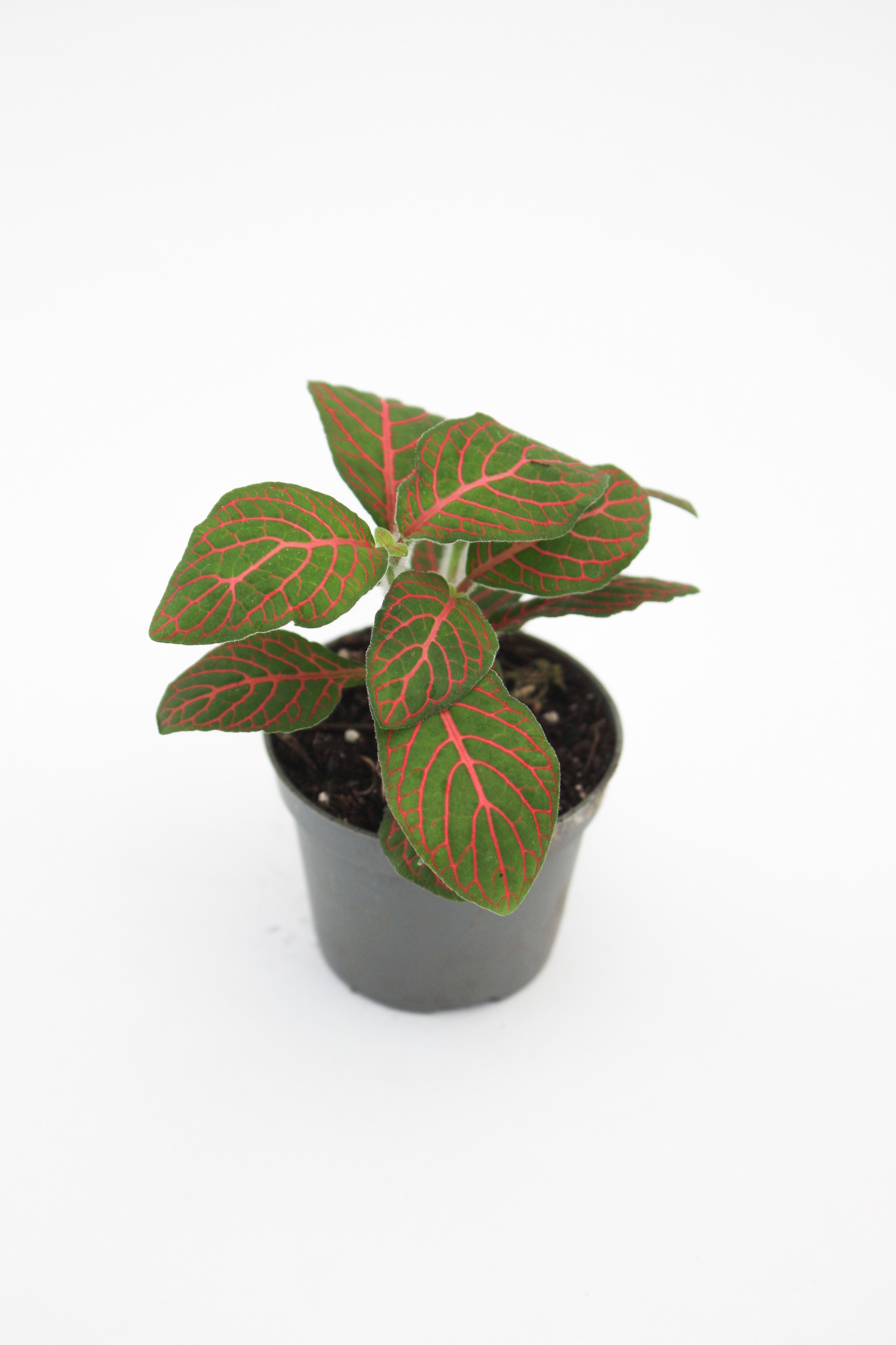5 | Fittonia 'Joly Josan'