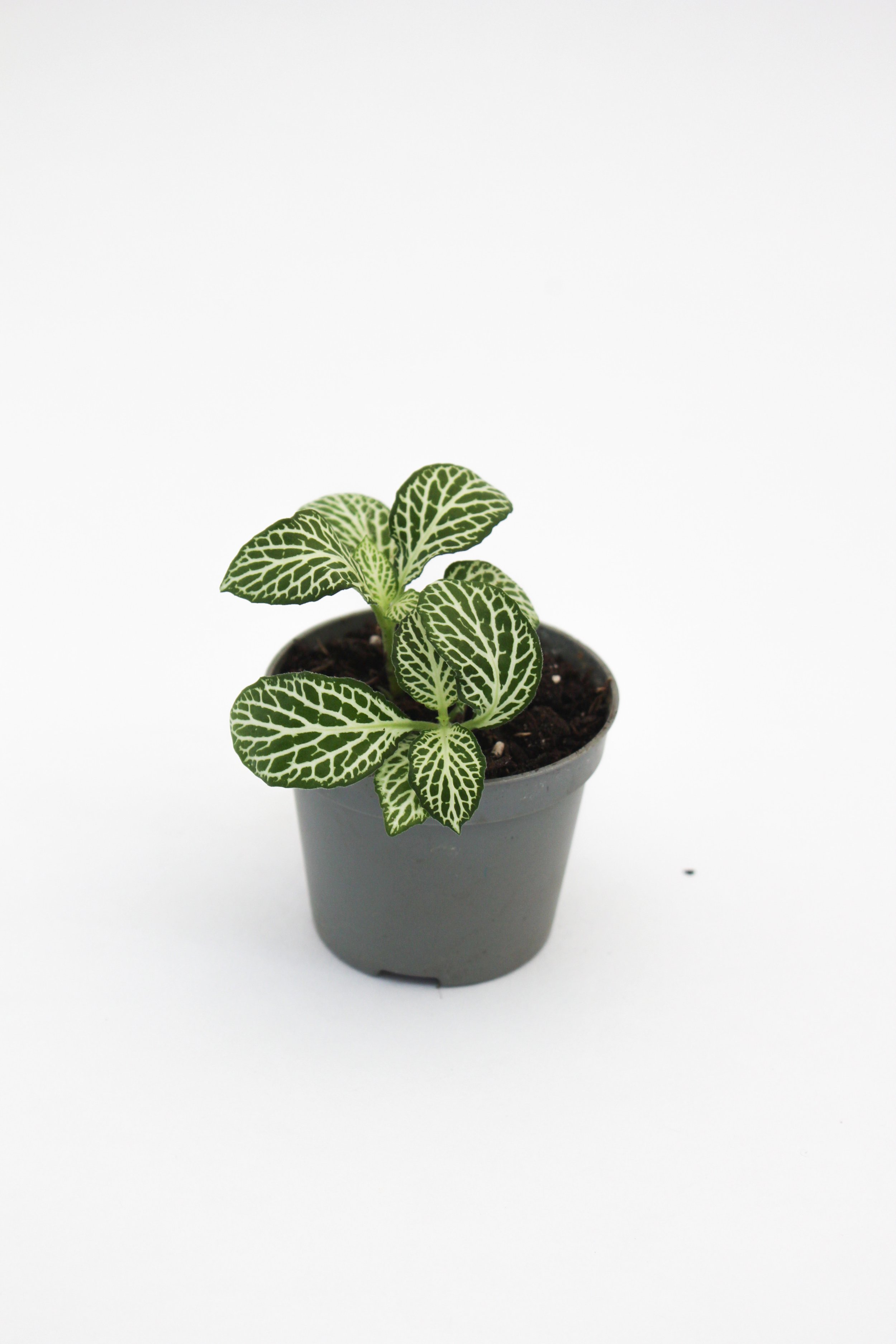 5 | Fittonia 'Bianco Verde'