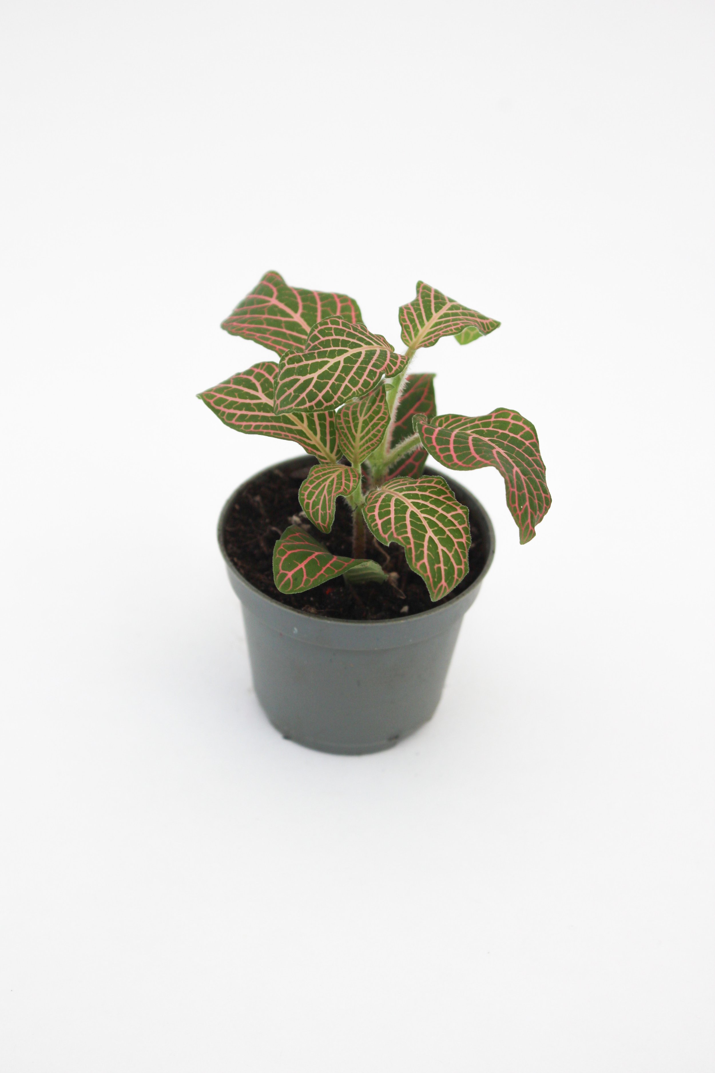 5 | Fittonia 'Red Angel'