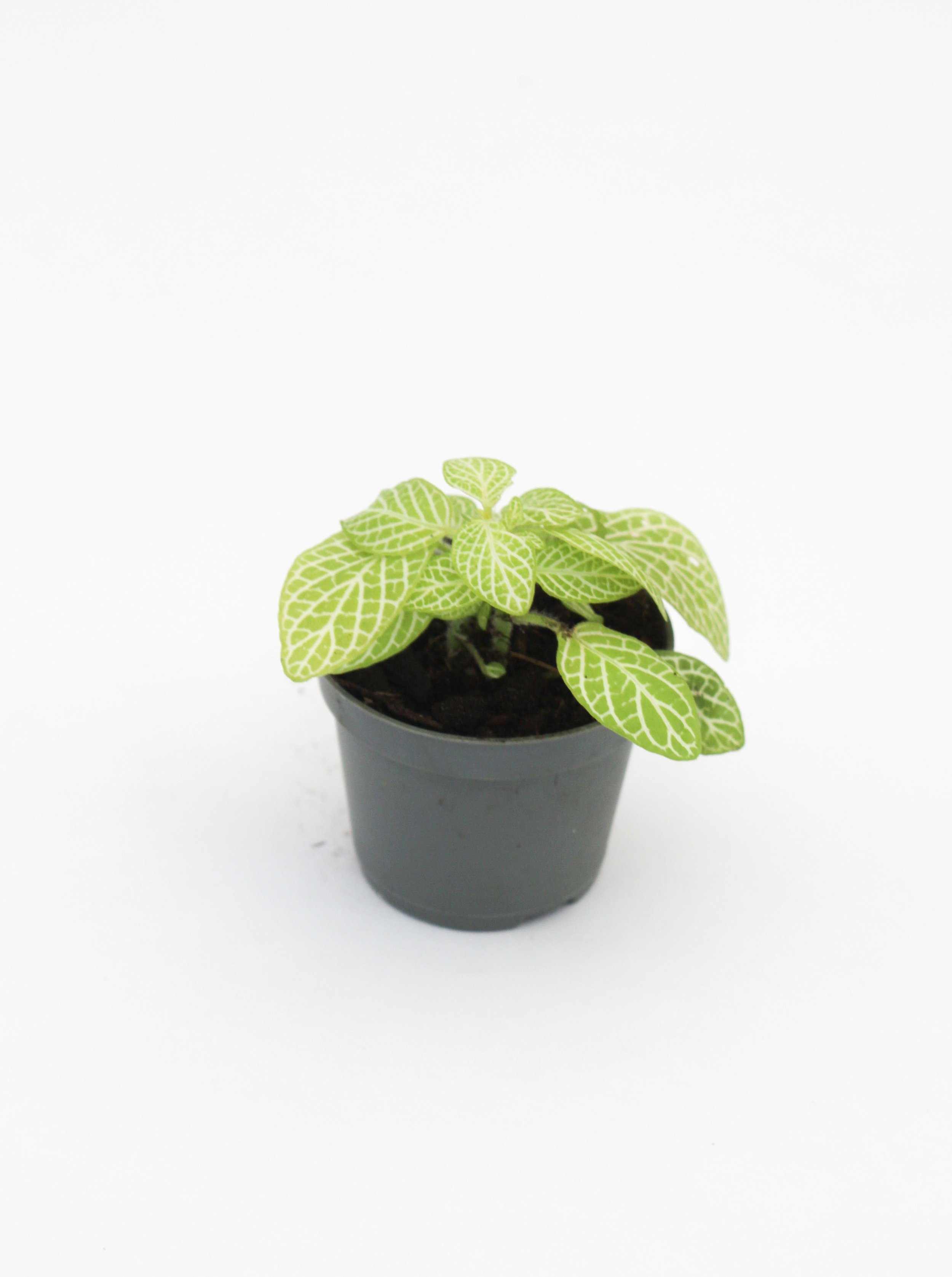 5 | Fittonia 'Mini Lemon'