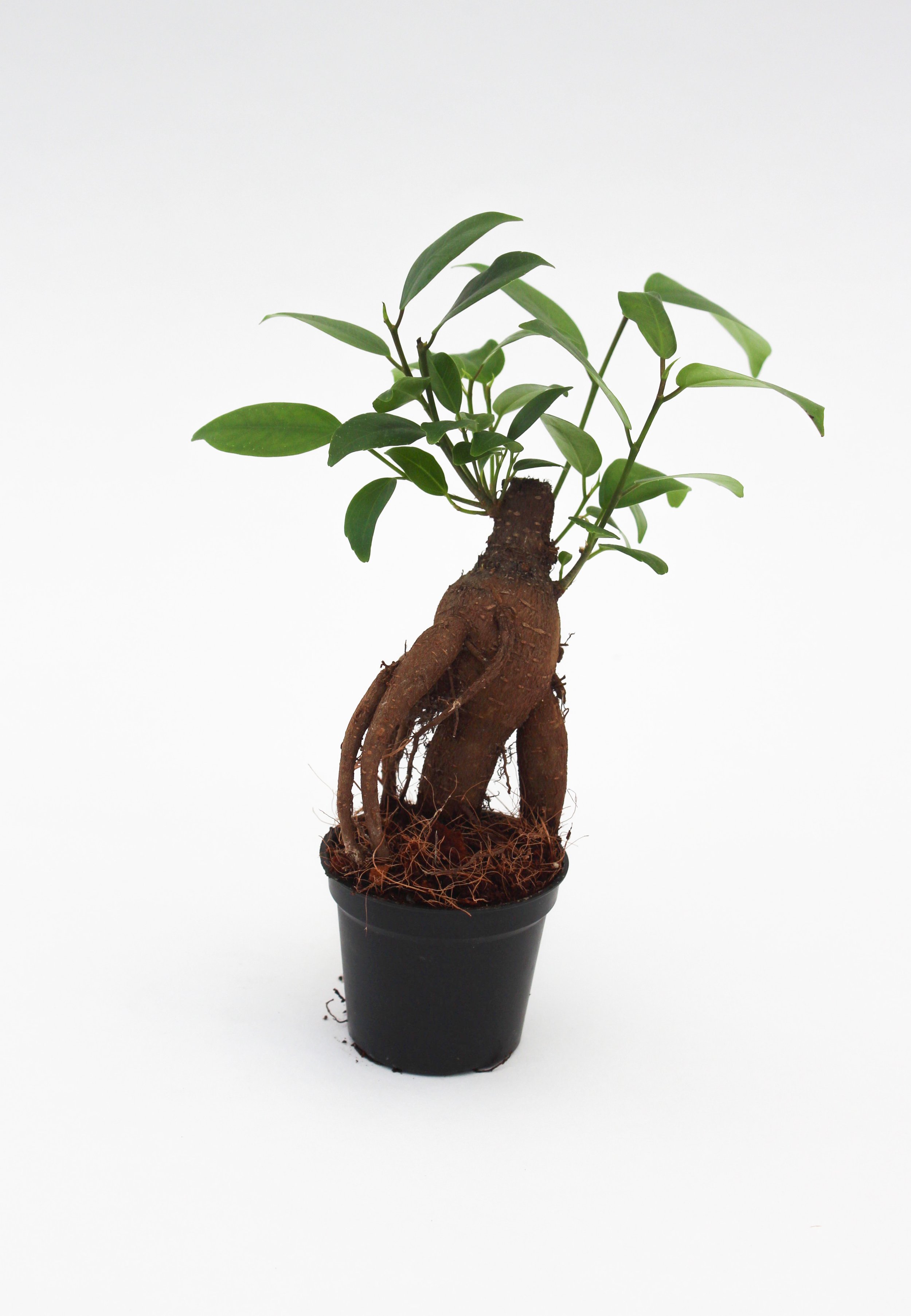 5 | Ficus Ginseng