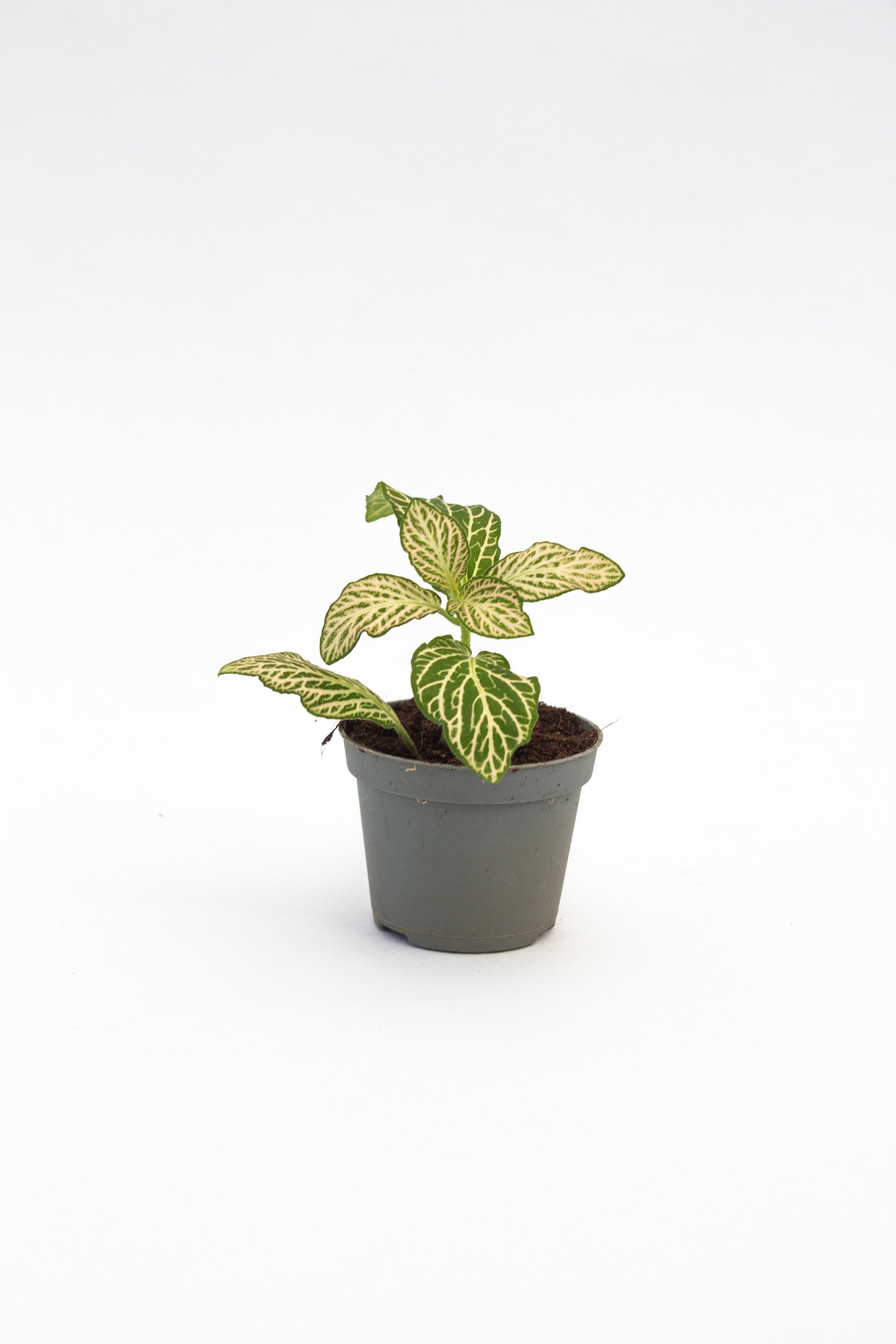 5 | Fittonia 'Light Pink'
