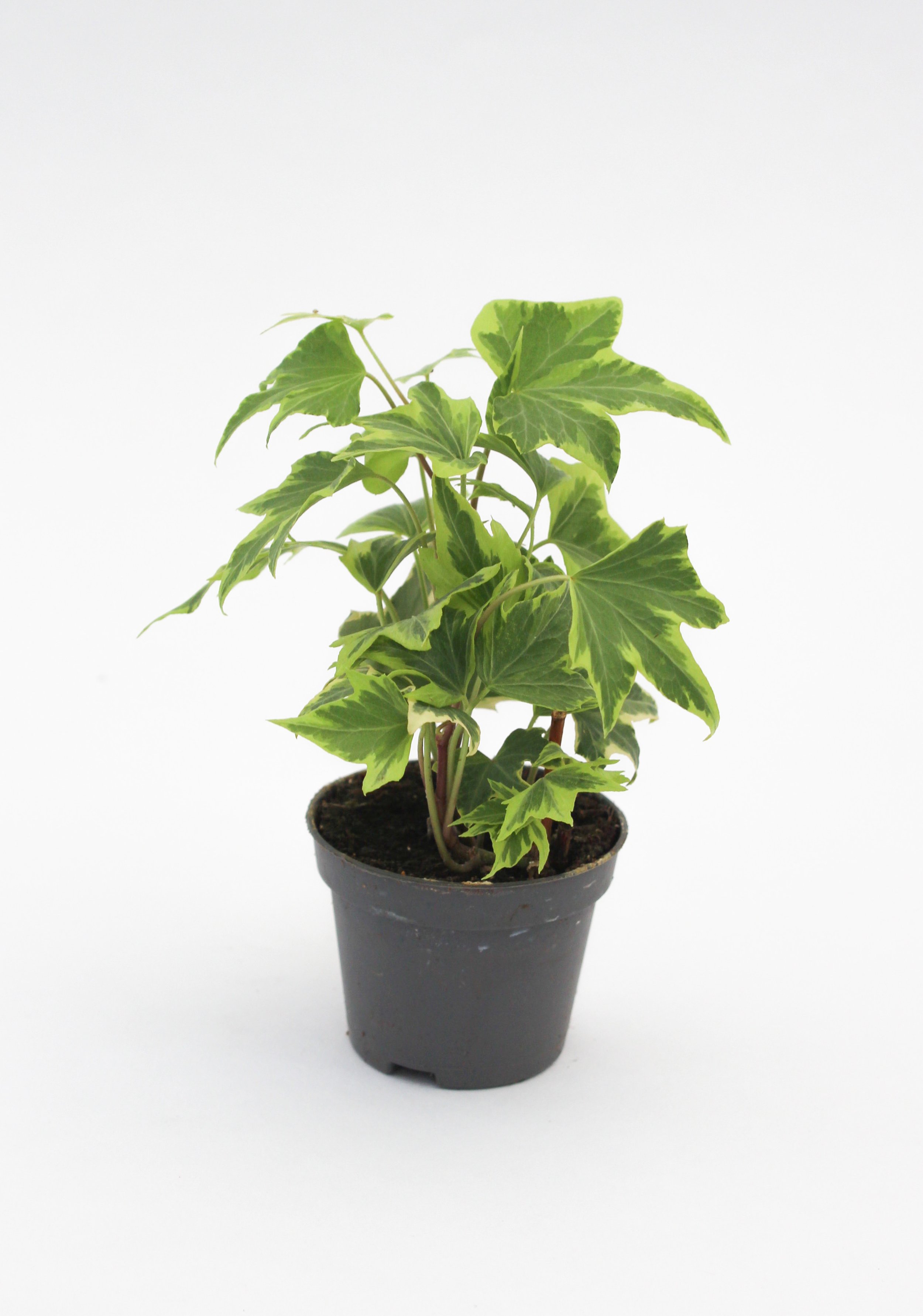 5 | Hedera helix