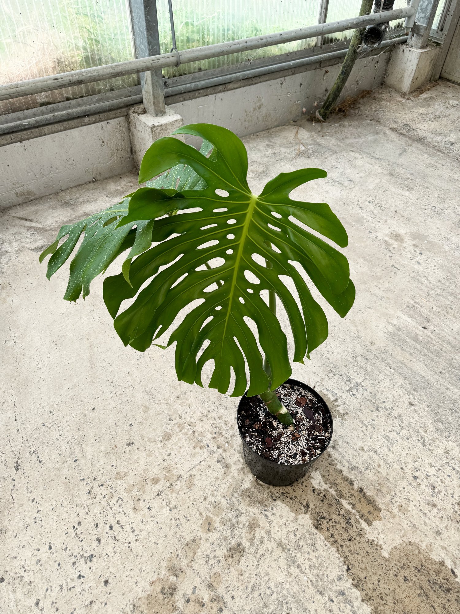 Monstera deliciosa 入念 green on green Monstera deliciosa 入念 green on green