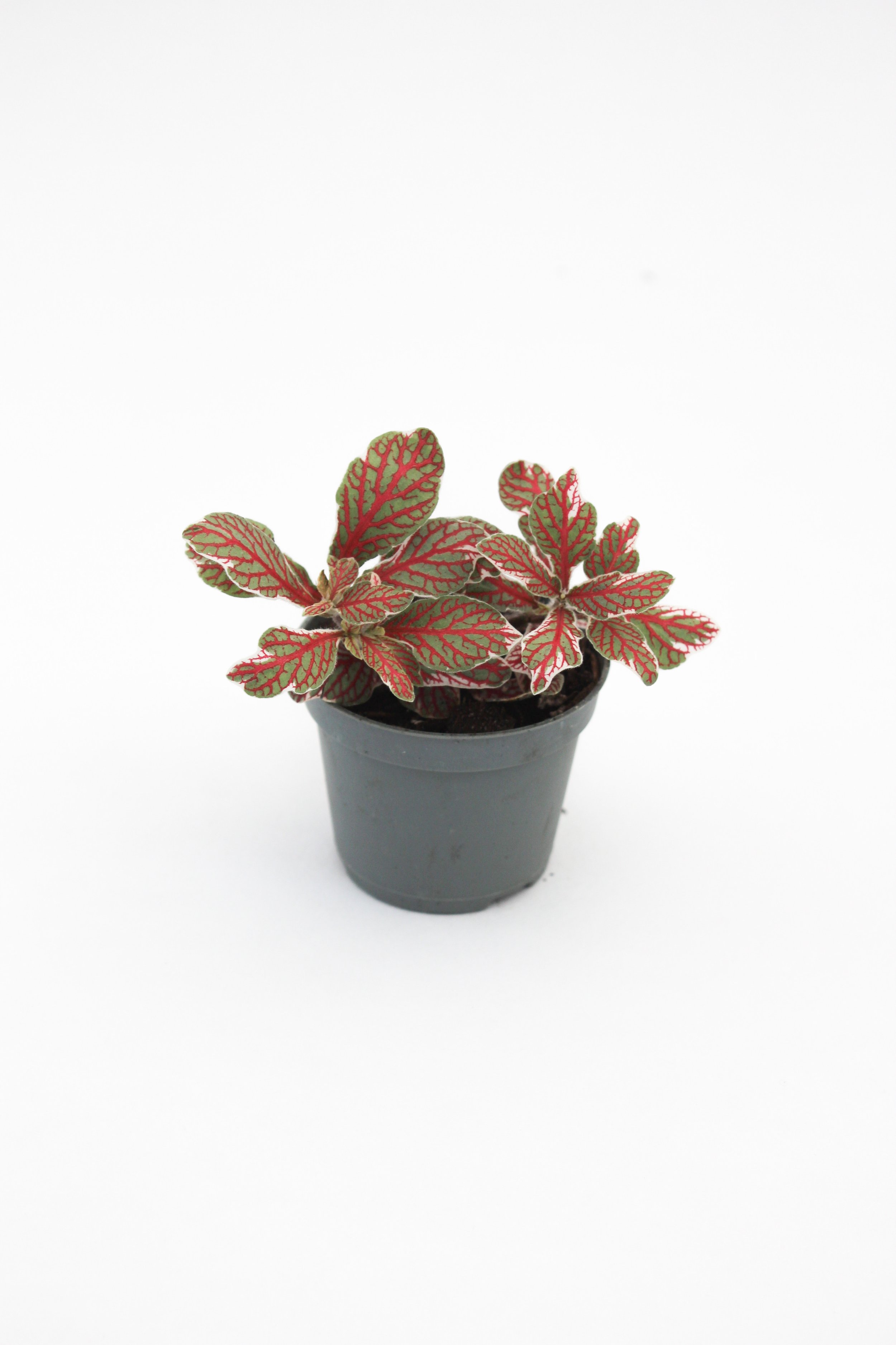 5 | Fittonia 'Grey Sensation'
