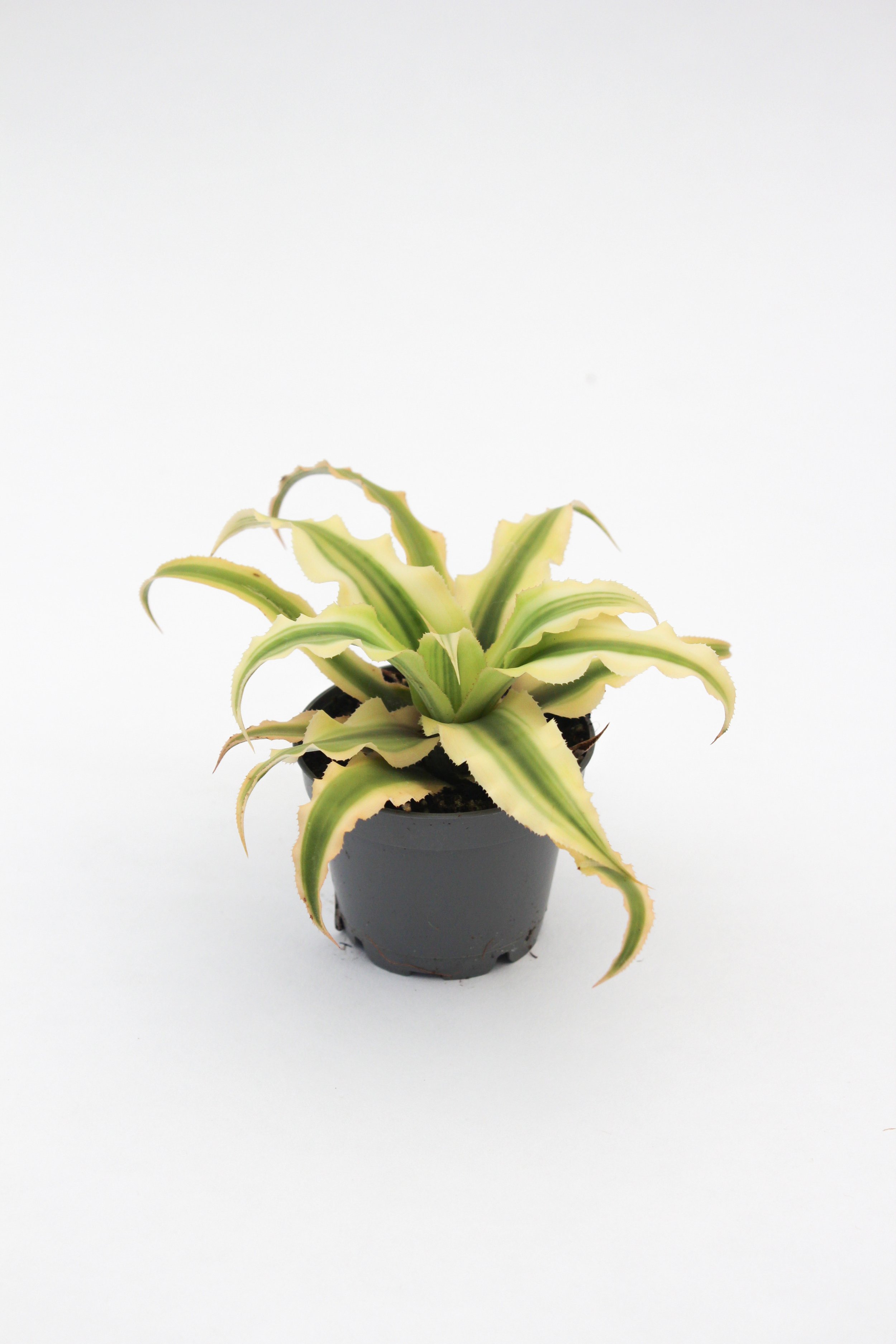 5 | Cryptanthus