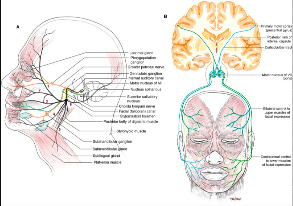 Your Eyes are the “Master Switch” for Your Whole Nervous System