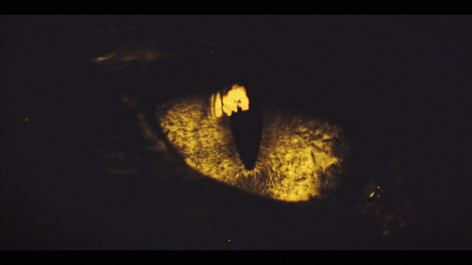 AHS_309_LEPRECHAUN_CONFORM_v001.mp4 Comp 7.gif