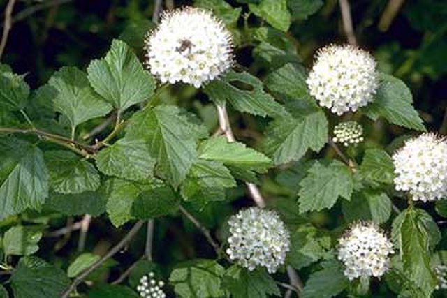 Physocarpus_opulifolius_USFWS.jpg