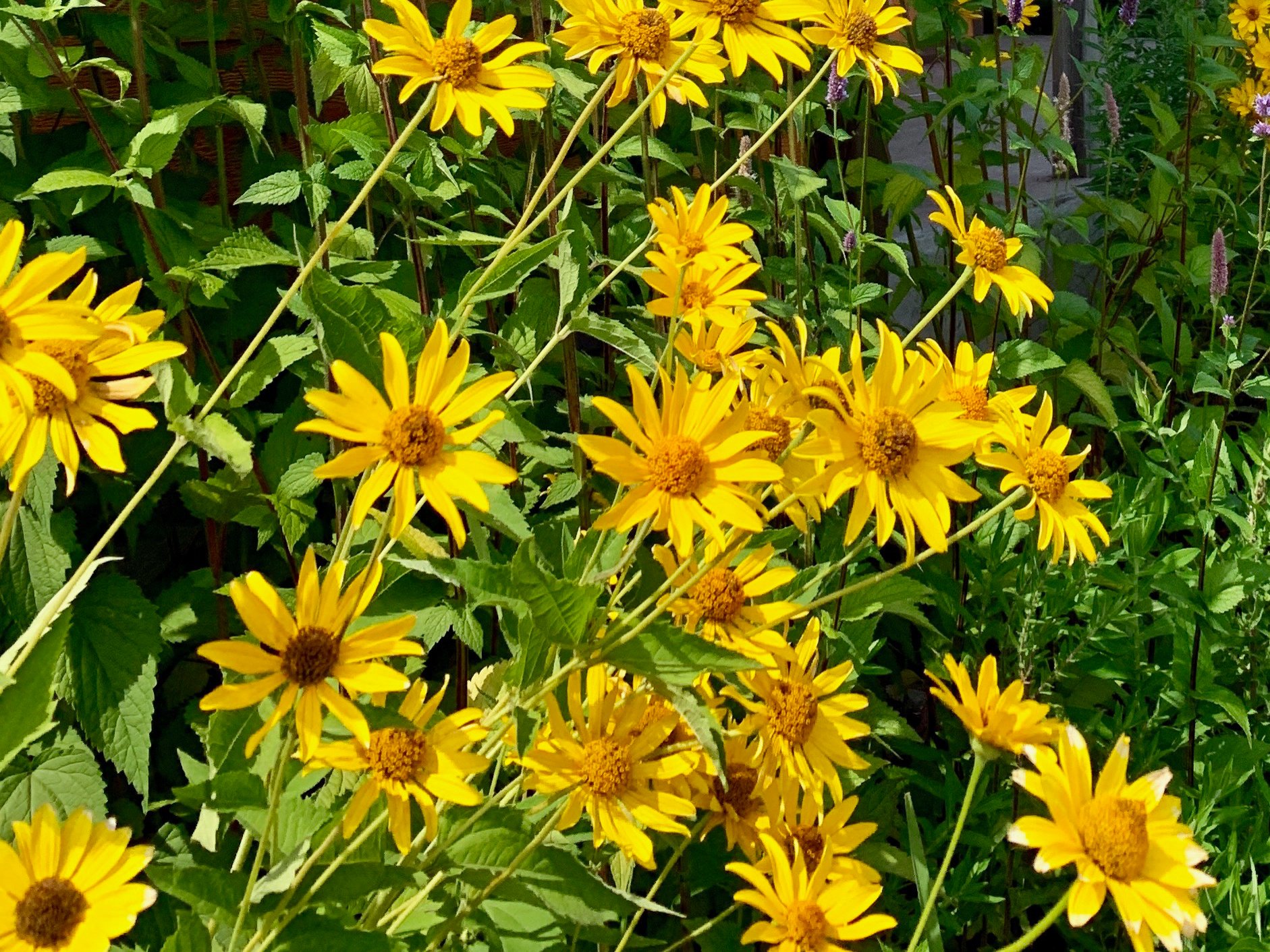 Copy of Copy of Heliopsis helianthoides 2.jpg
