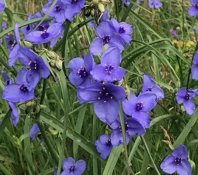 Long-bracted Spiderwort