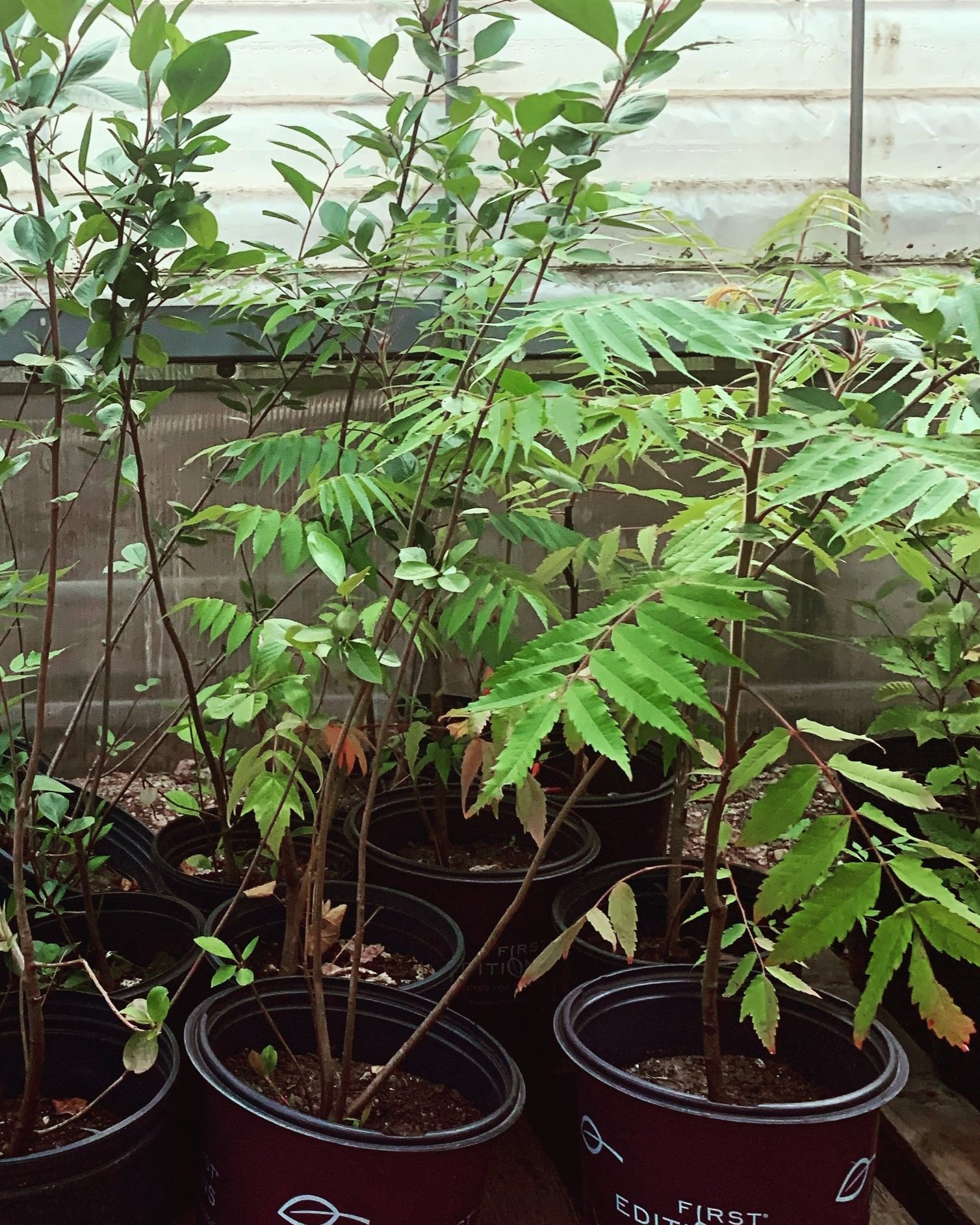 Prunus+americana.+Rhus++%281%29.jpg