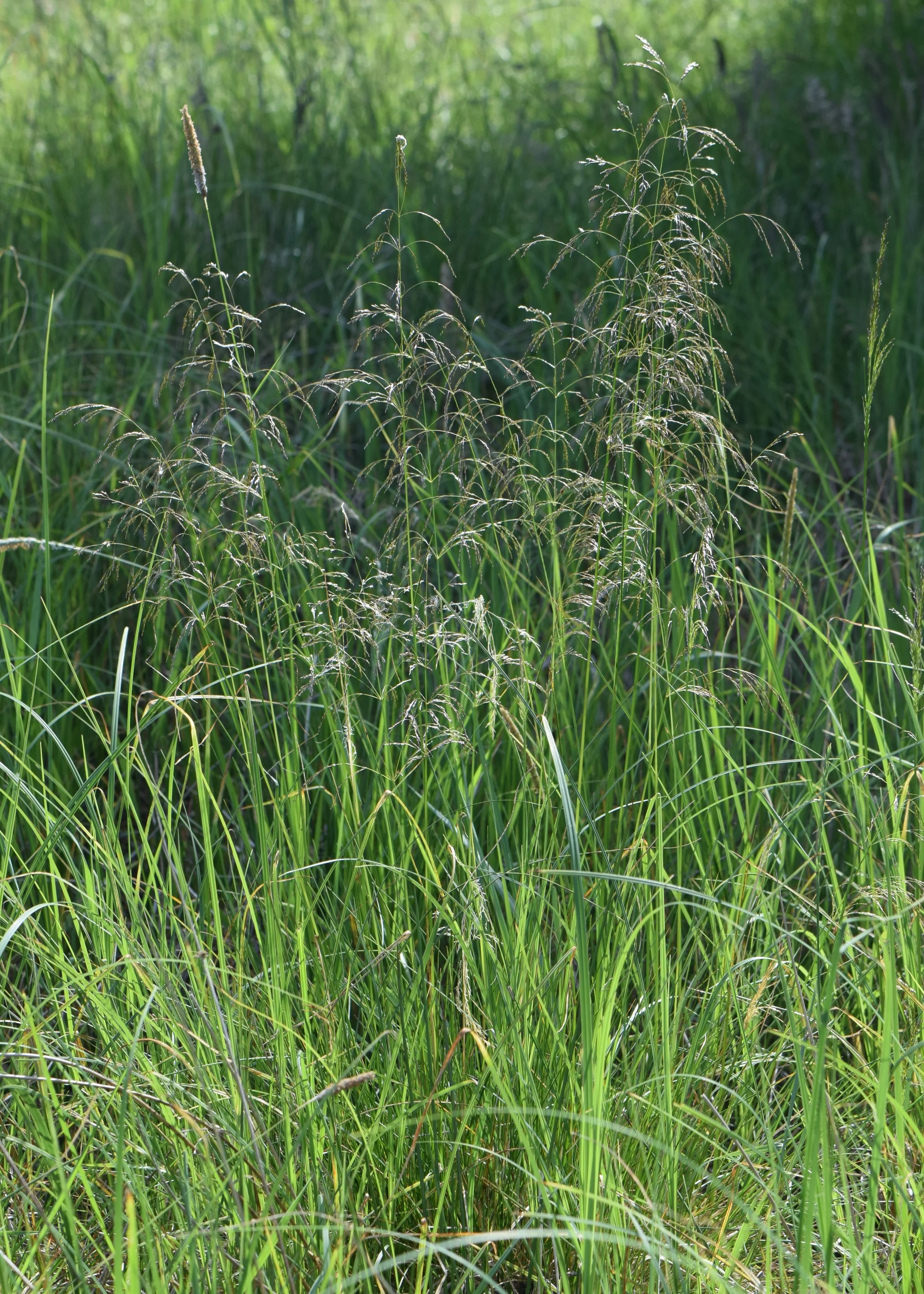 Tufted Hairgrass