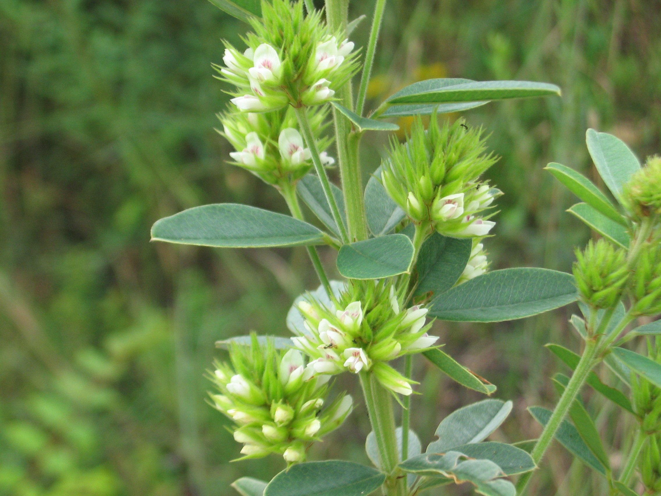 Round-headed Bushclover