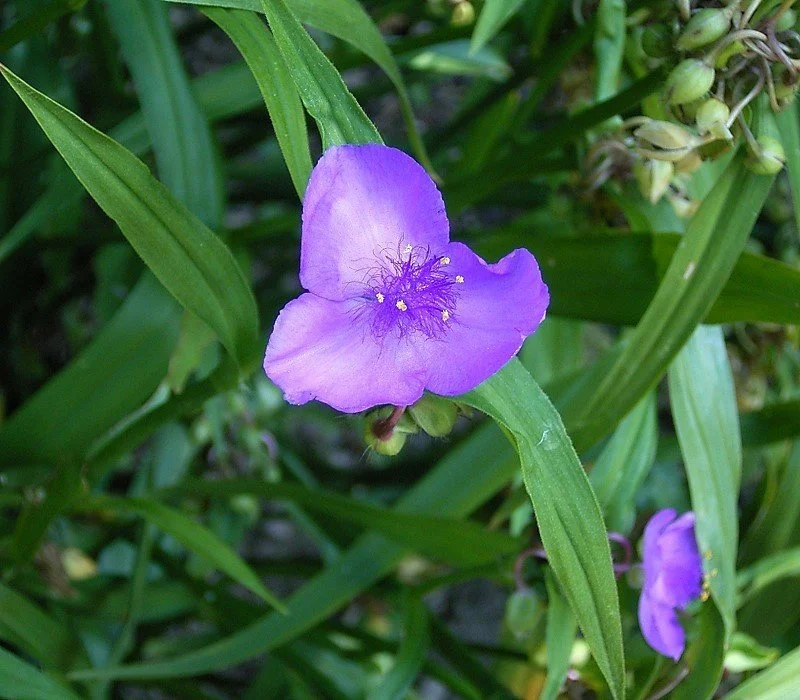 Ohio Spiderwort