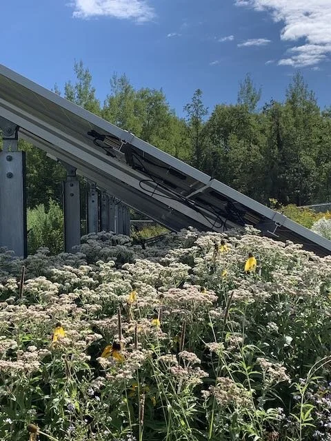 Shoreview Natives Gallery shoreview natives