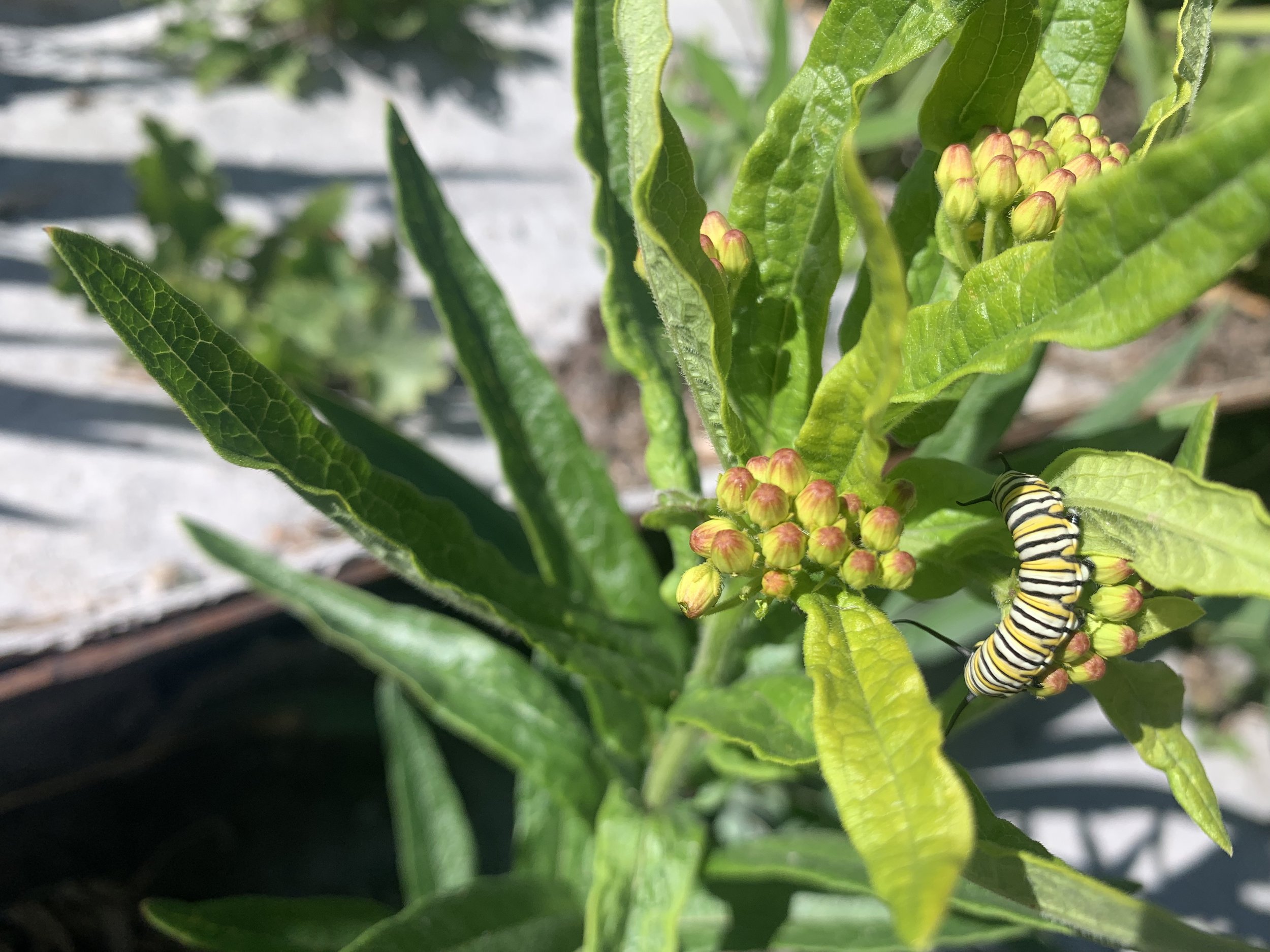 butterfly weed1.jpeg