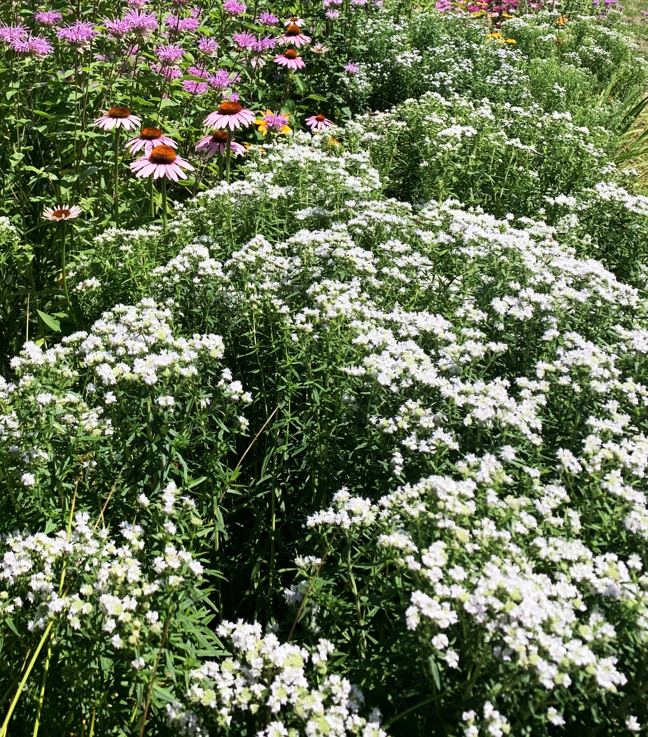 Mountain Mint2.jpeg