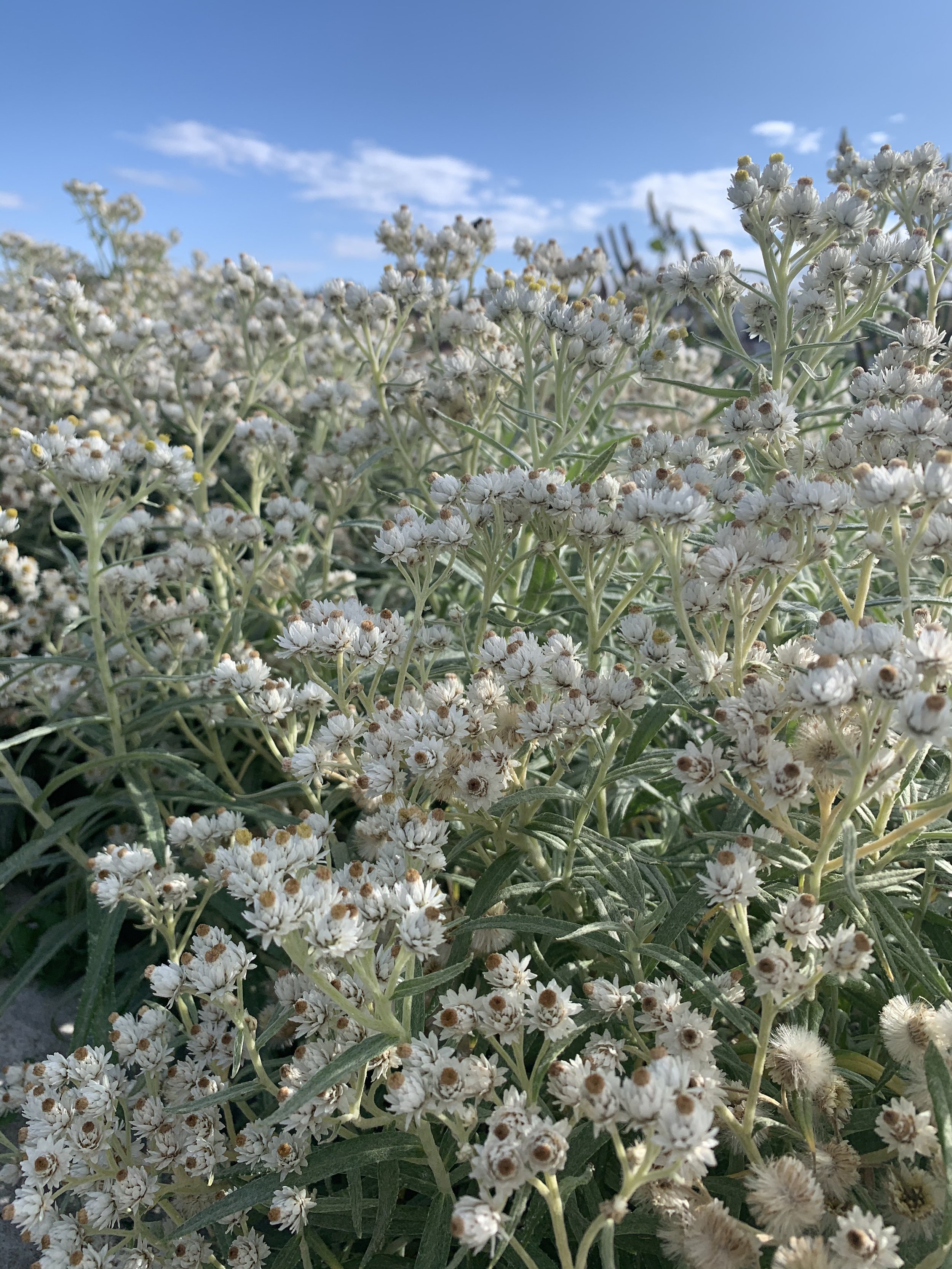 Pearly Everlasting4.jpeg