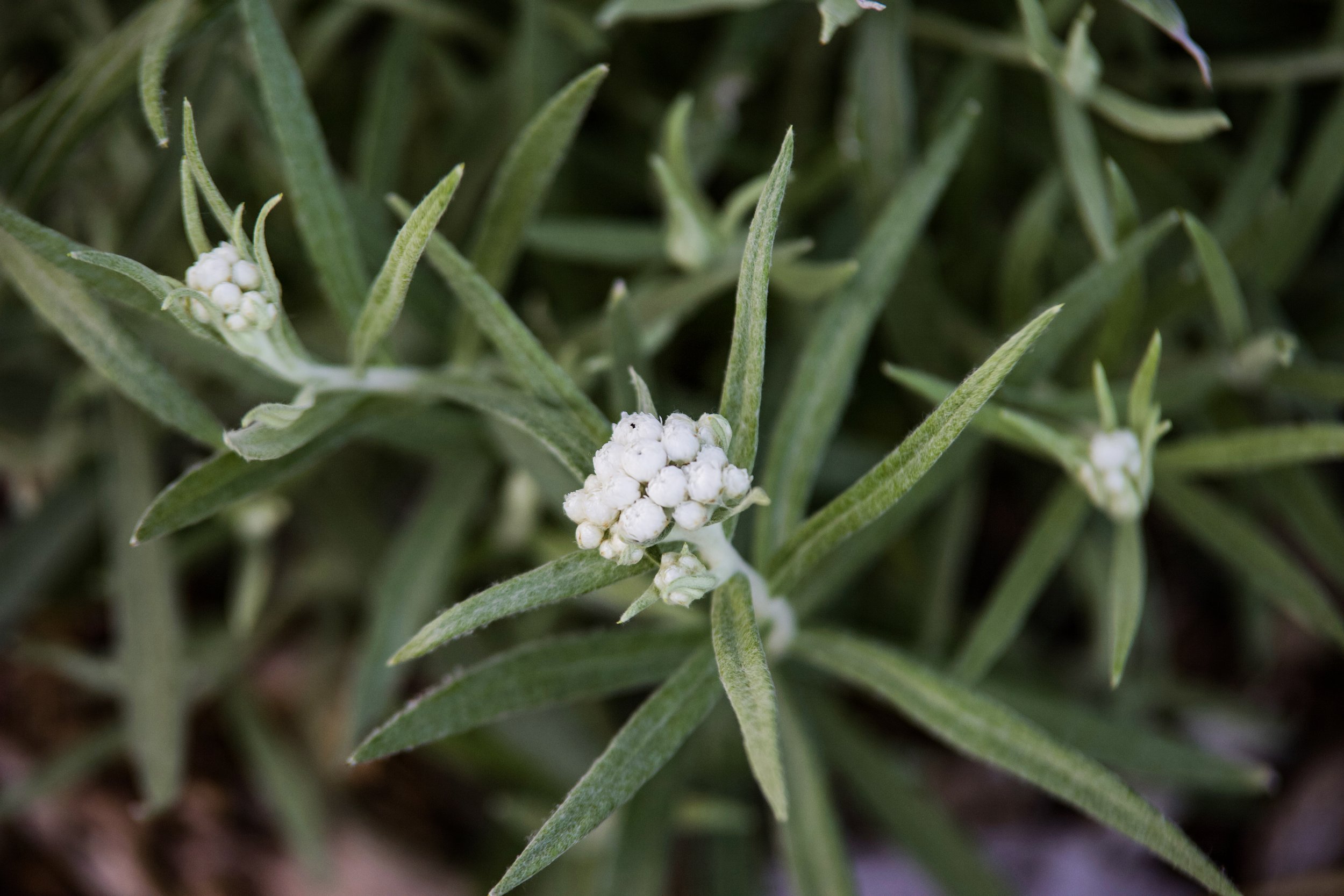 Pearly Everlasting2.jpeg