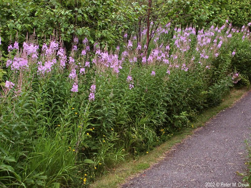 Fireweed
