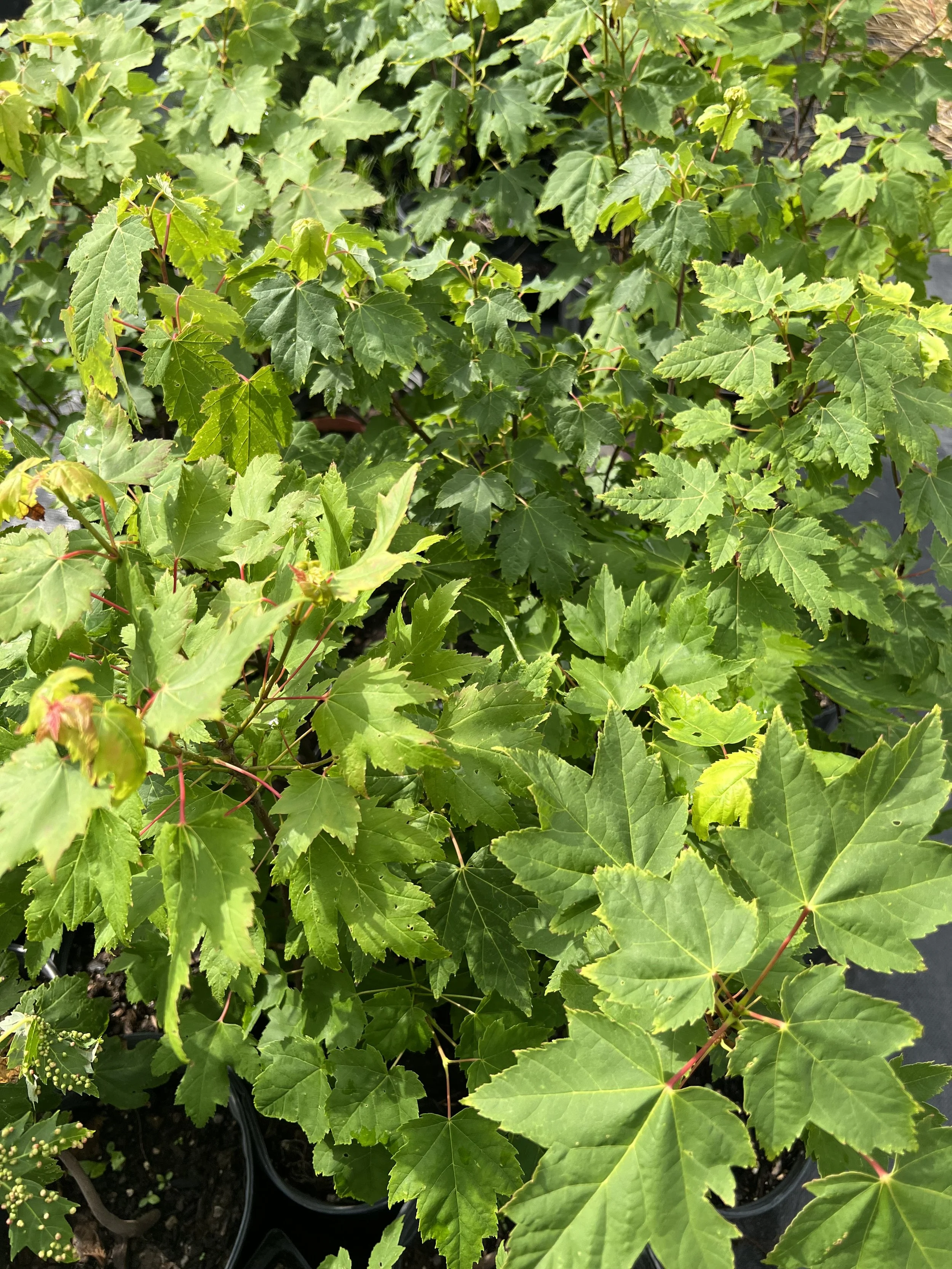 Red Maple — shoreview natives