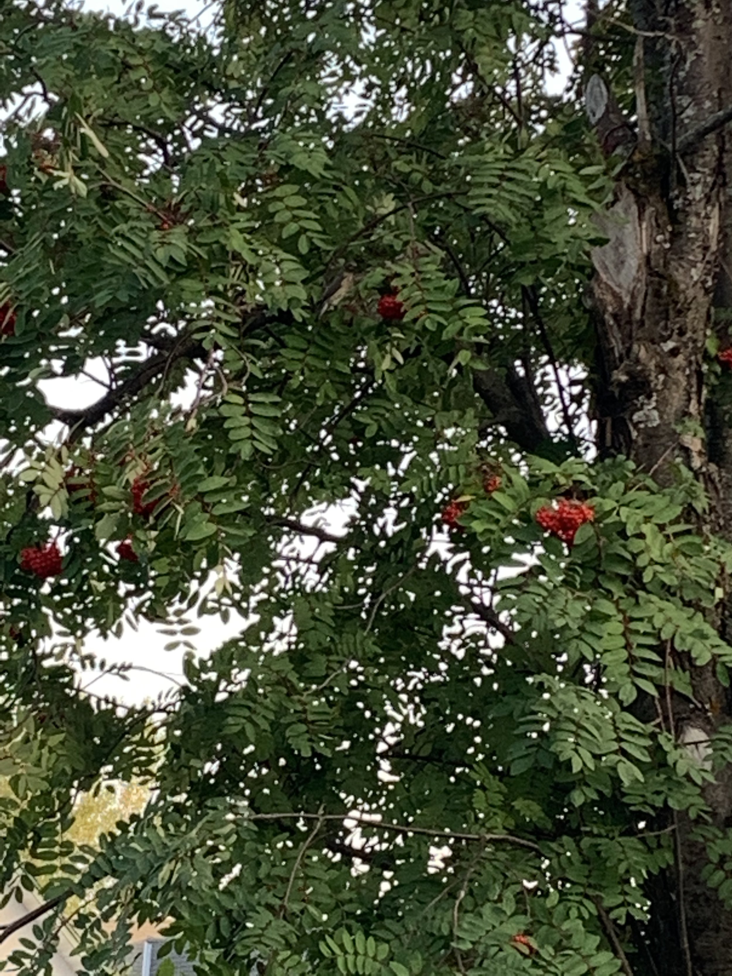 IMG_8403.jpeg