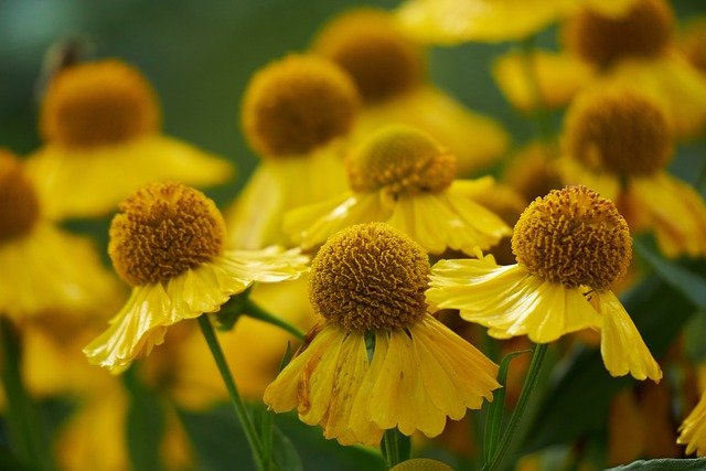Swamp Sunflower