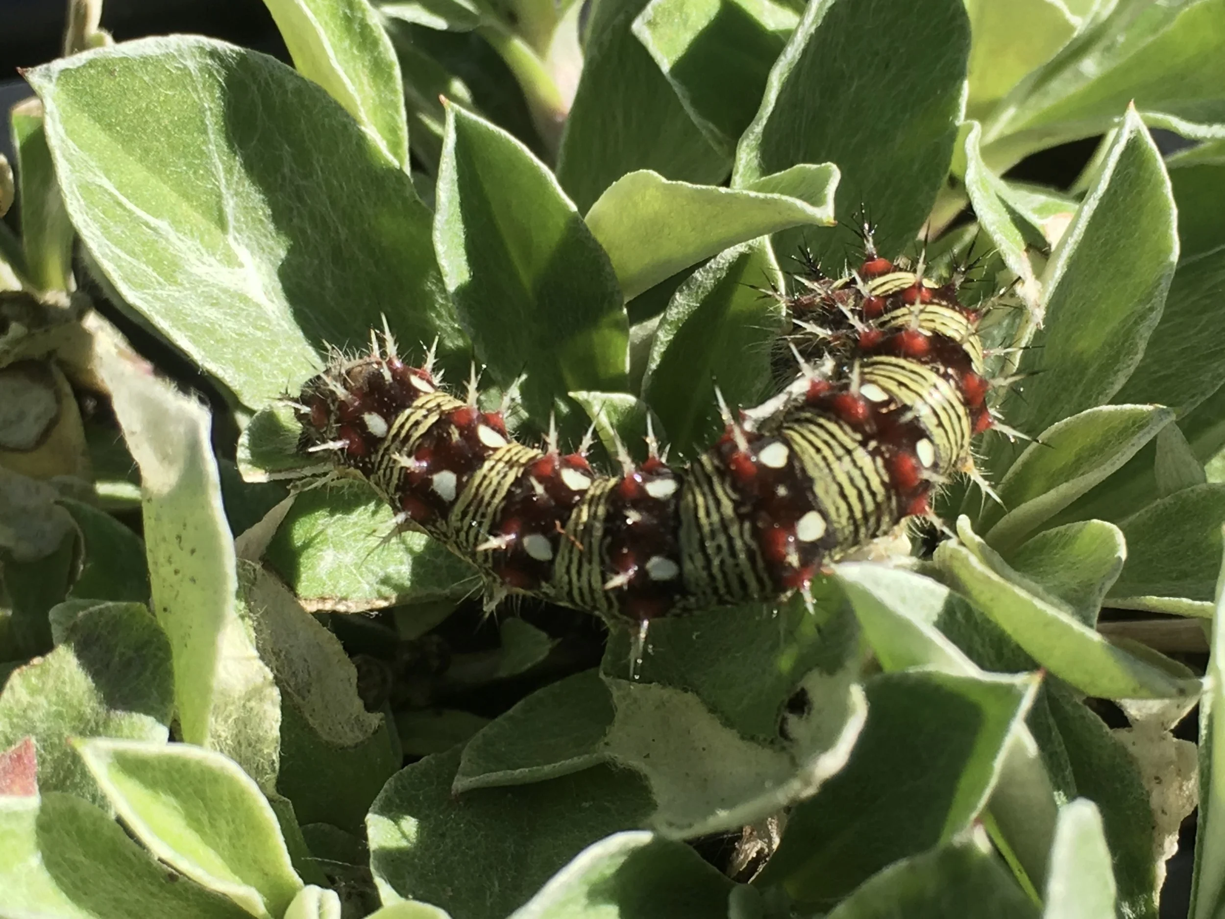 Antennaria species Am. Lady cat.jpg
