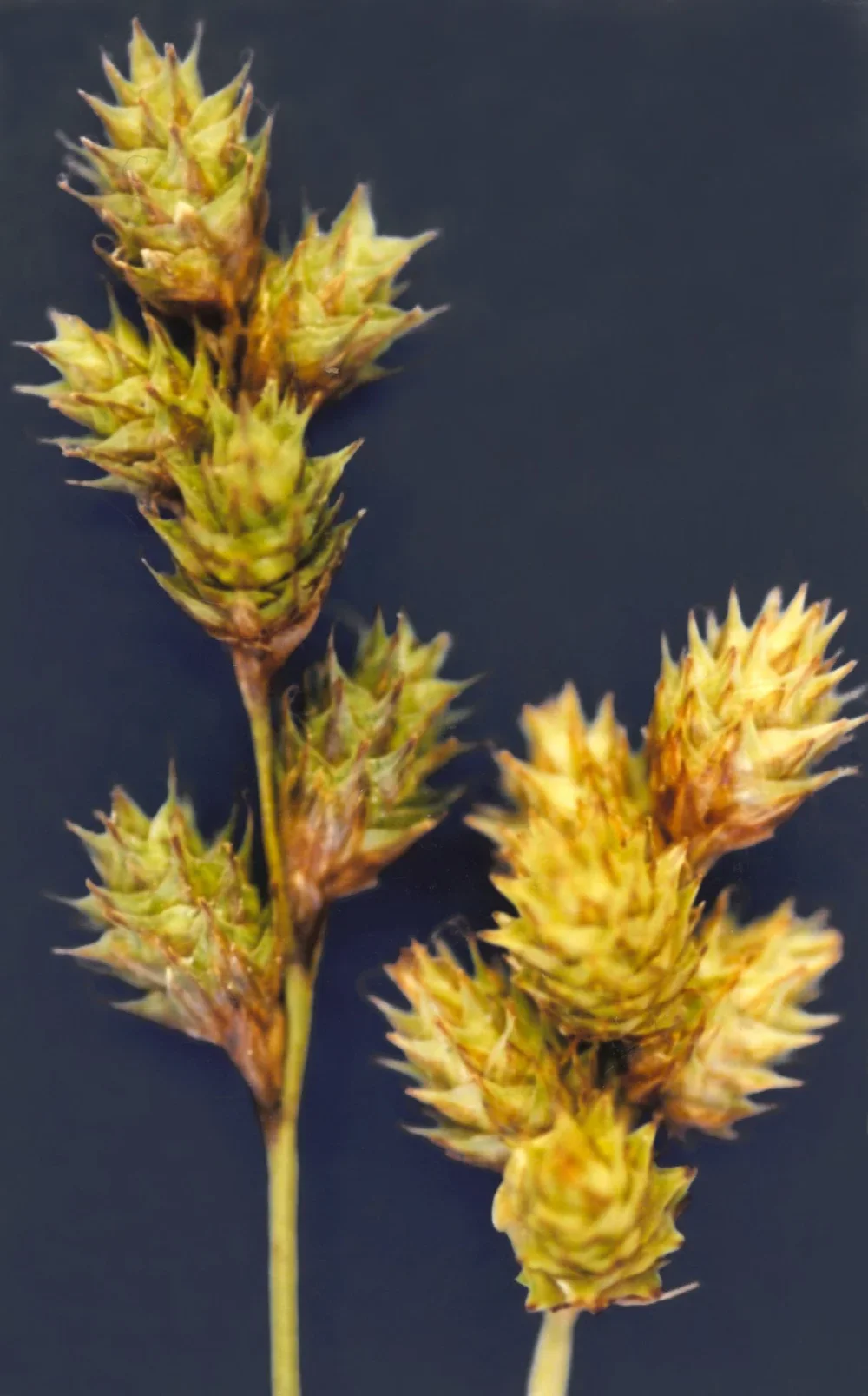 Carex_brevior.webp