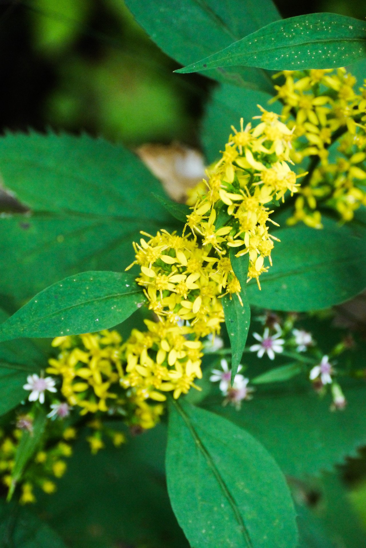 Zig Zag Goldenrod