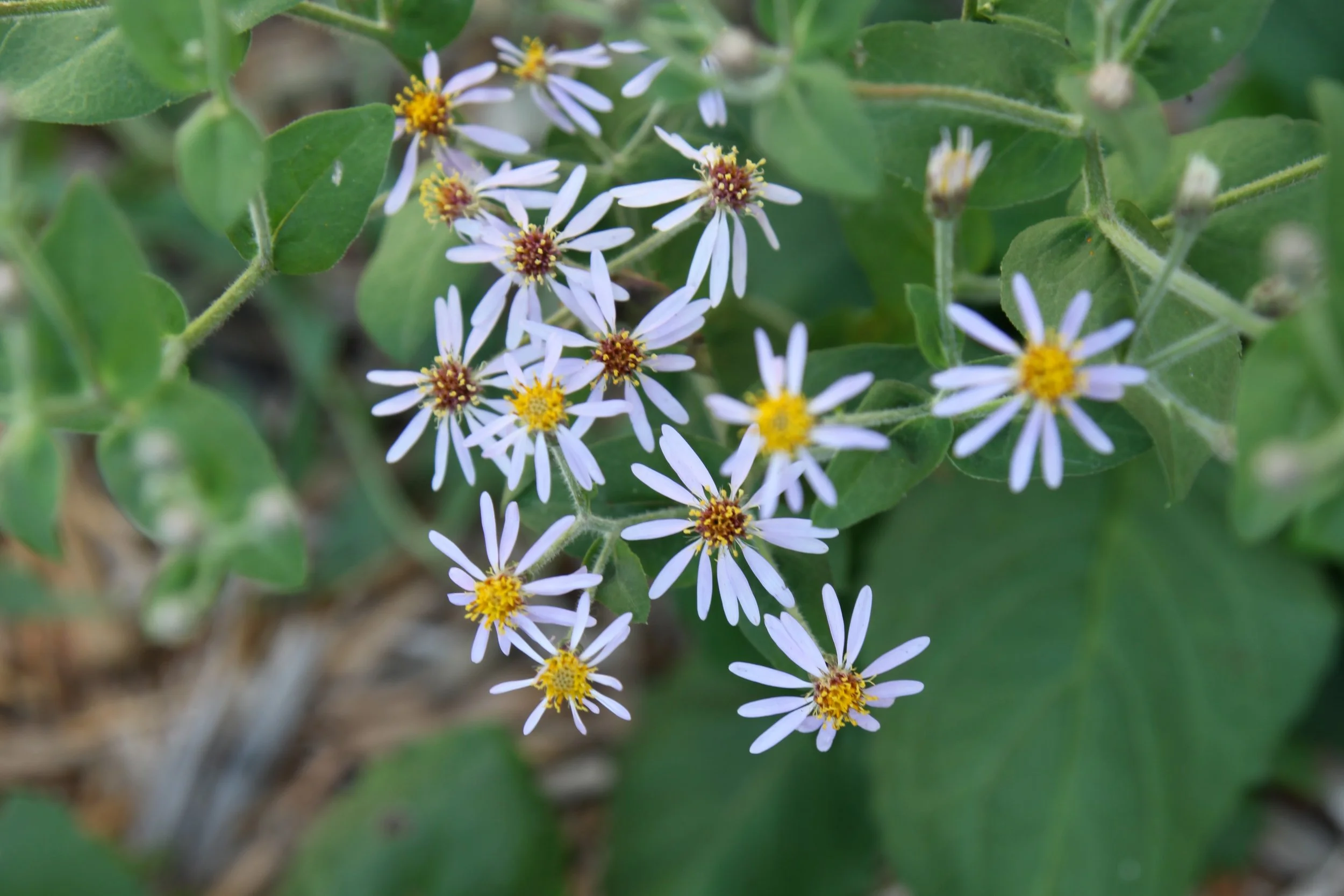 Eurybia macrophylla.jpg