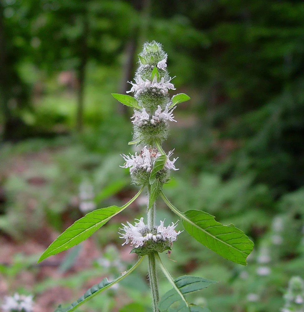 Hairy Wood Mint