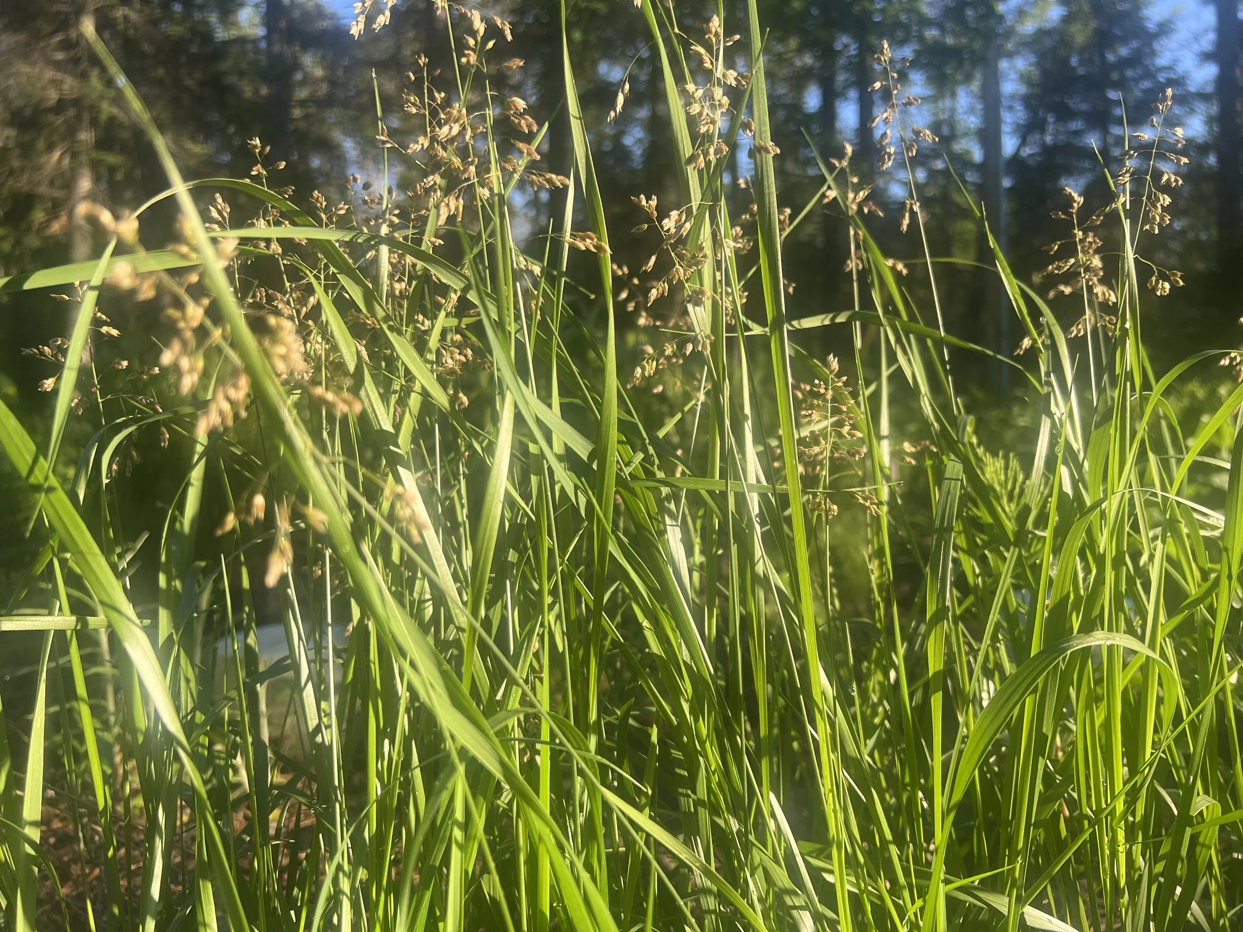 Sweetgrass