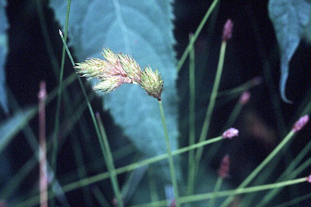 Pointed Broom Sedge