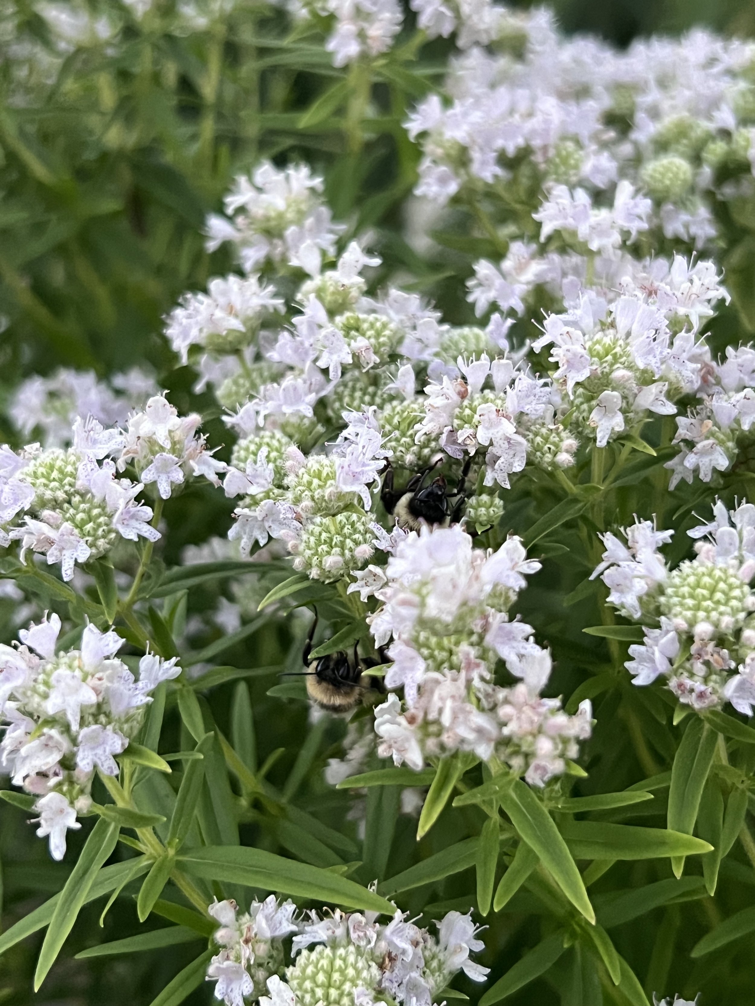 Pycnanthemum tenuifolium 2.jpeg