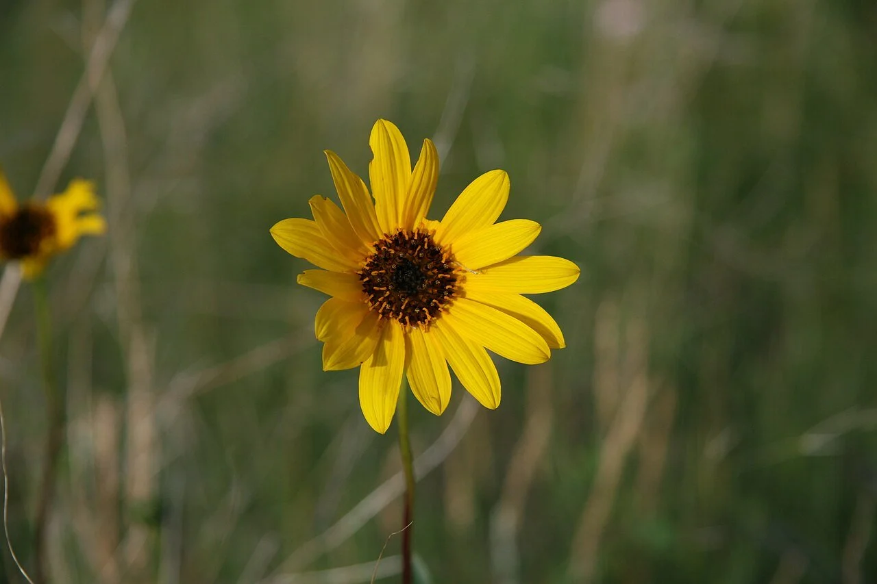 Stiff Sunflower