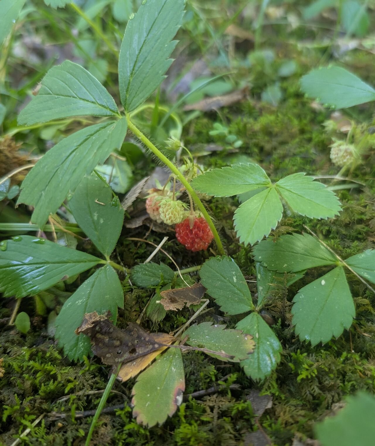 Fragaria Virginiana.jpeg