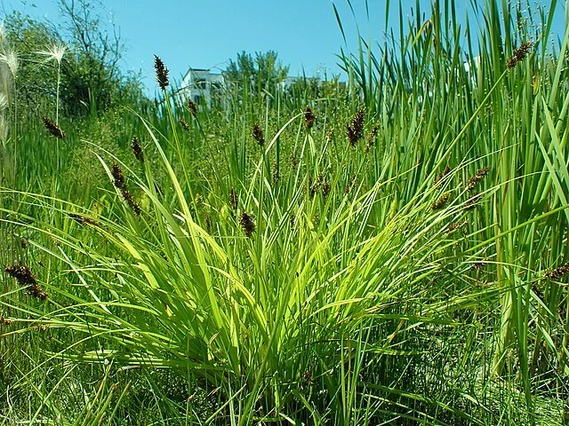 Carex_stipata_Wikimedia Commons (1).jpg