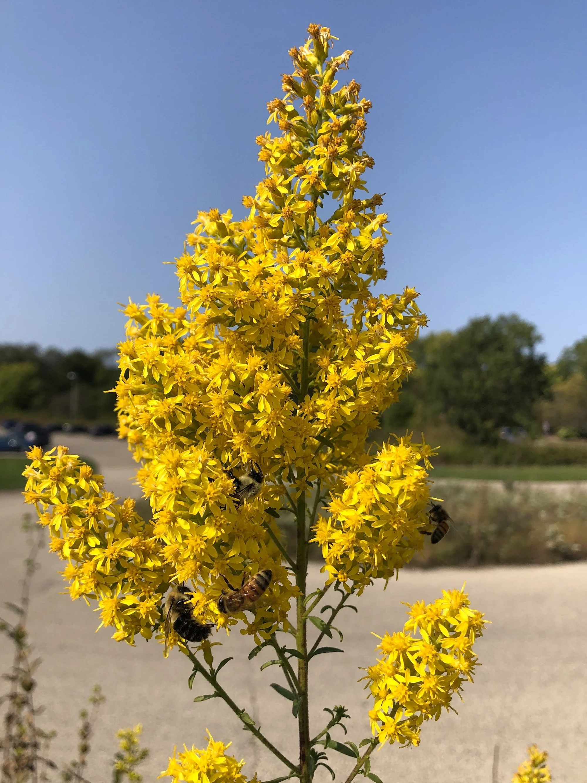 Showy_goldenrod_plant_solidago_speciosa.jpg