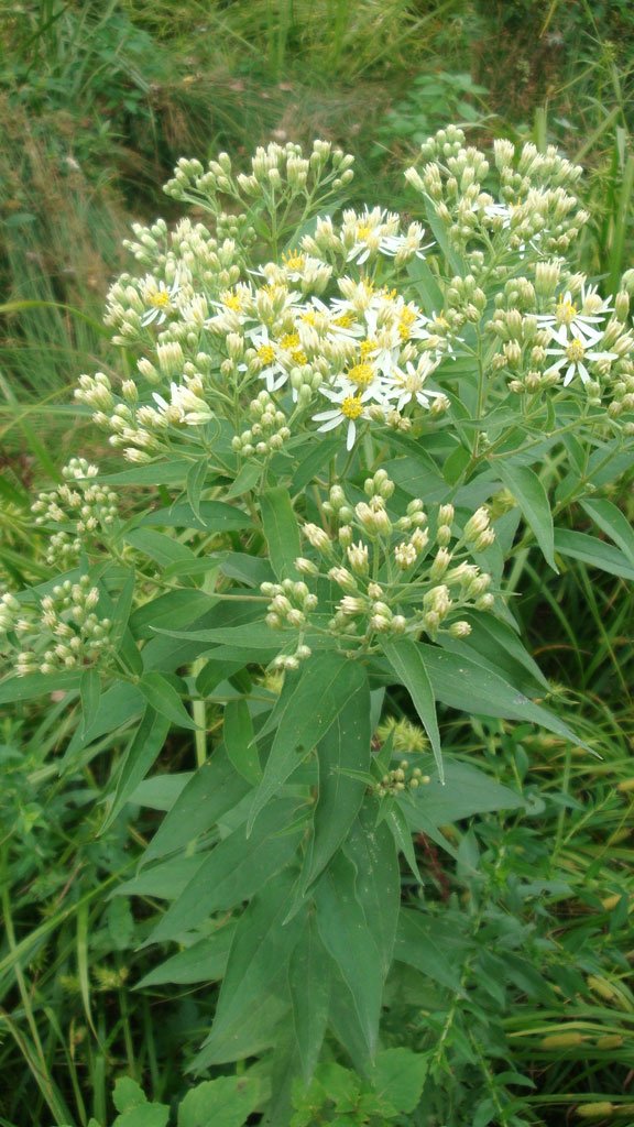Copy of Doelllingeria umbellata 2.jpg